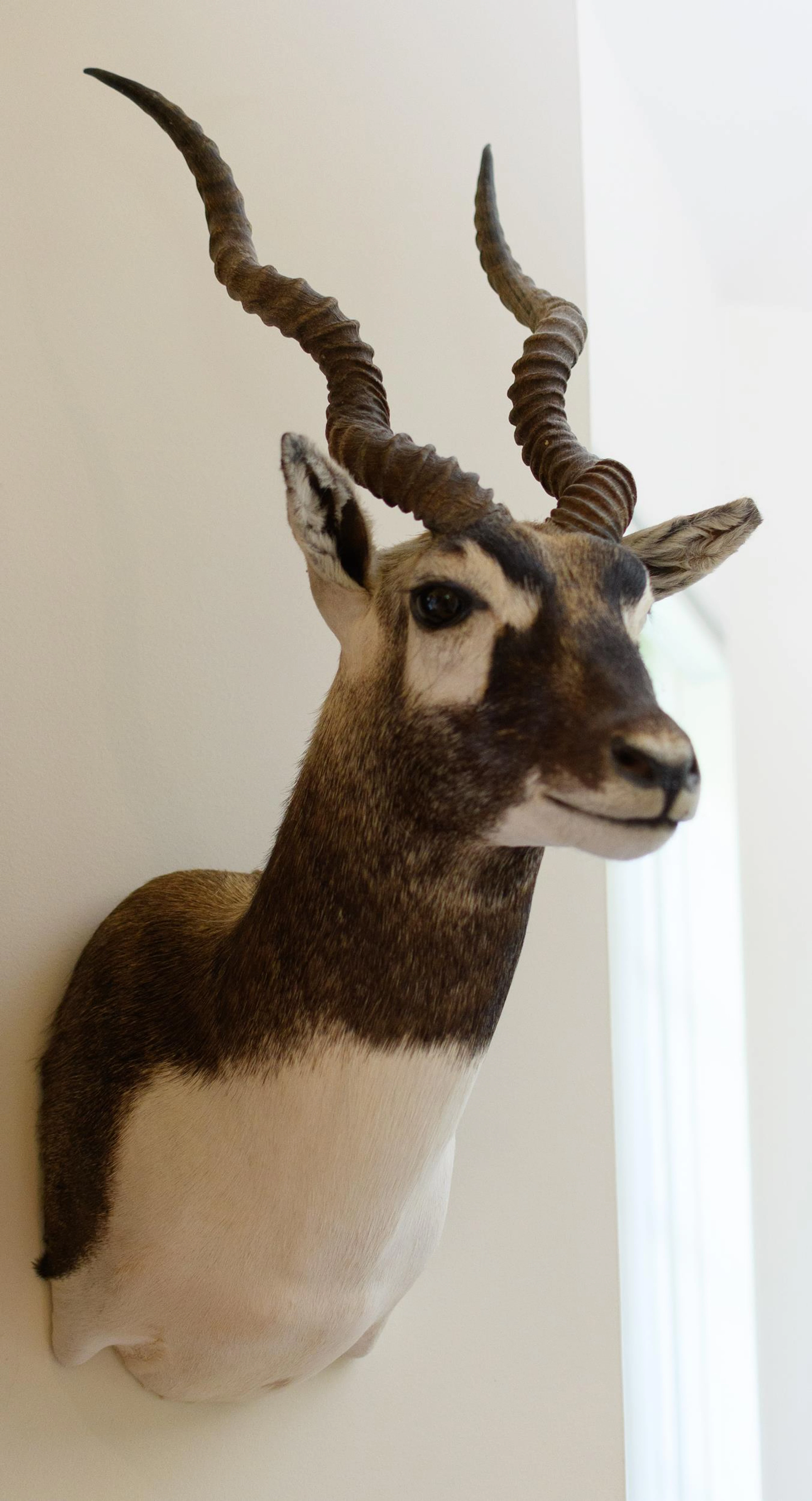 TEXAS HILL COUNTRY BLACKBUCK ANTELOPE SHOULDER MOUNT.