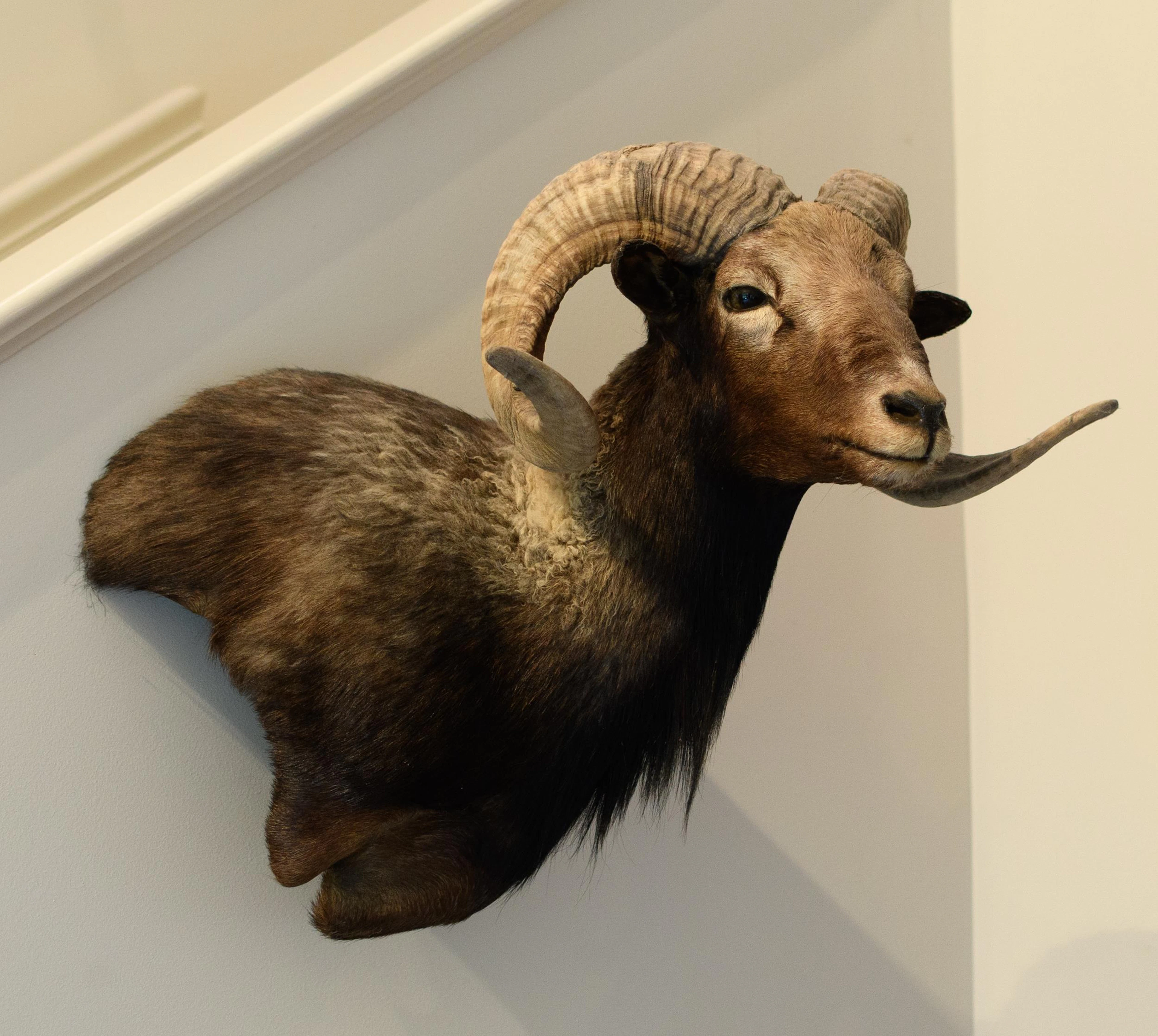 VINTAGE CATALINA RAM TAXIDERMY SHOULDER MOUNT.