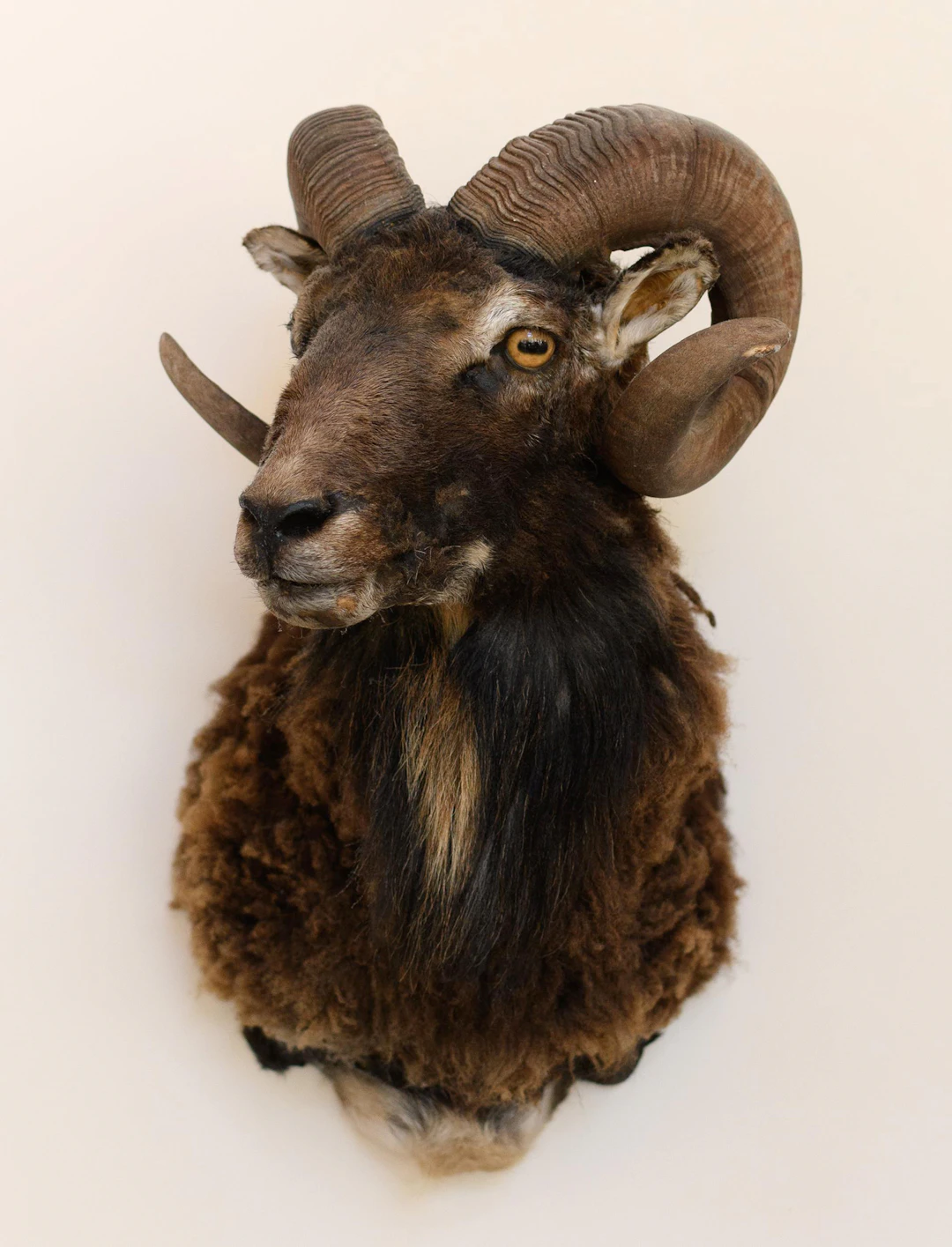 SCOTTISH SOAY RAM TAXIDERMY SHOULDER MOUNT.
