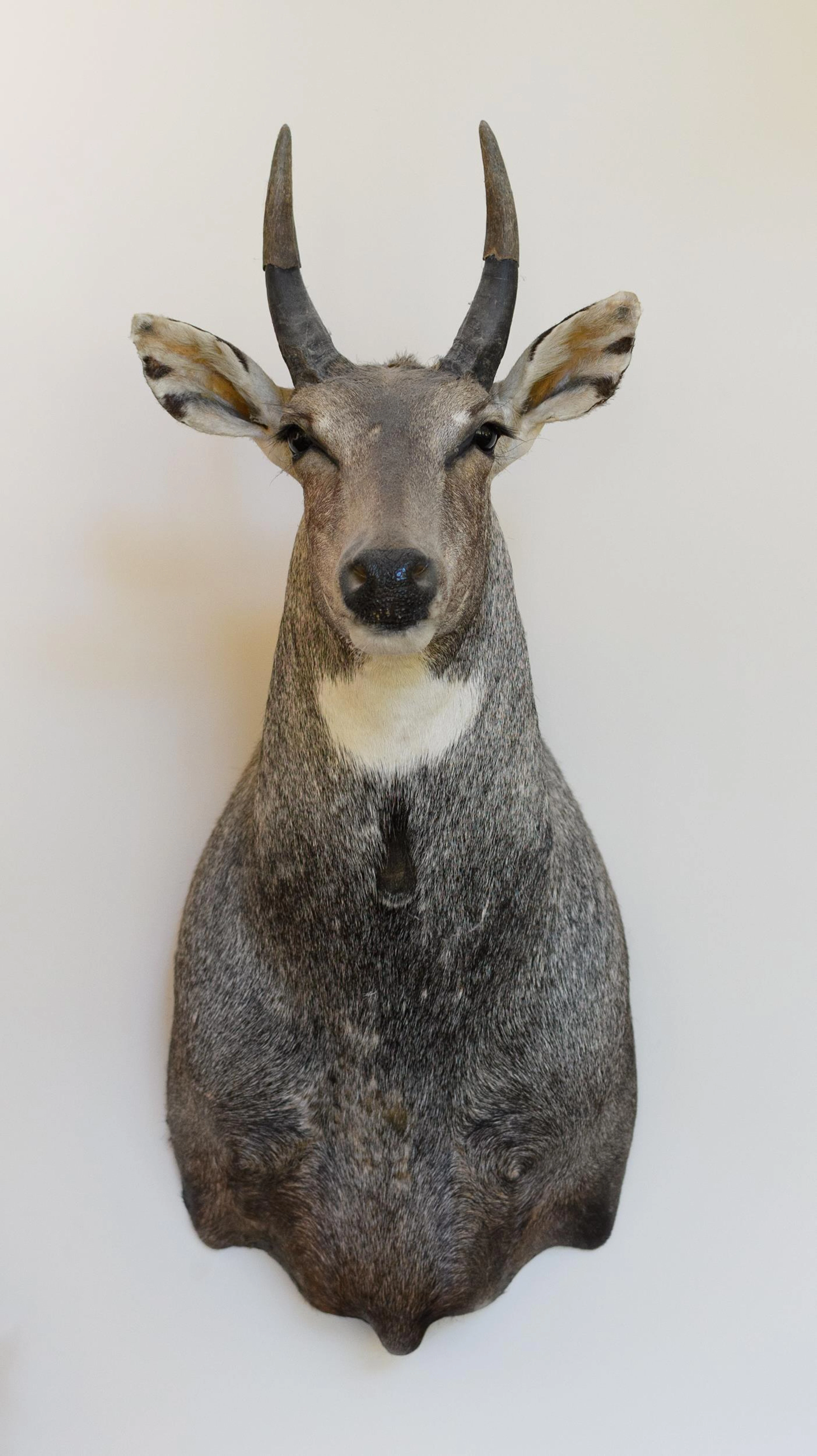 CONTEMPORARY NILGAI ANTELOPE TAXIDERMY SHOULDER MOUNT.