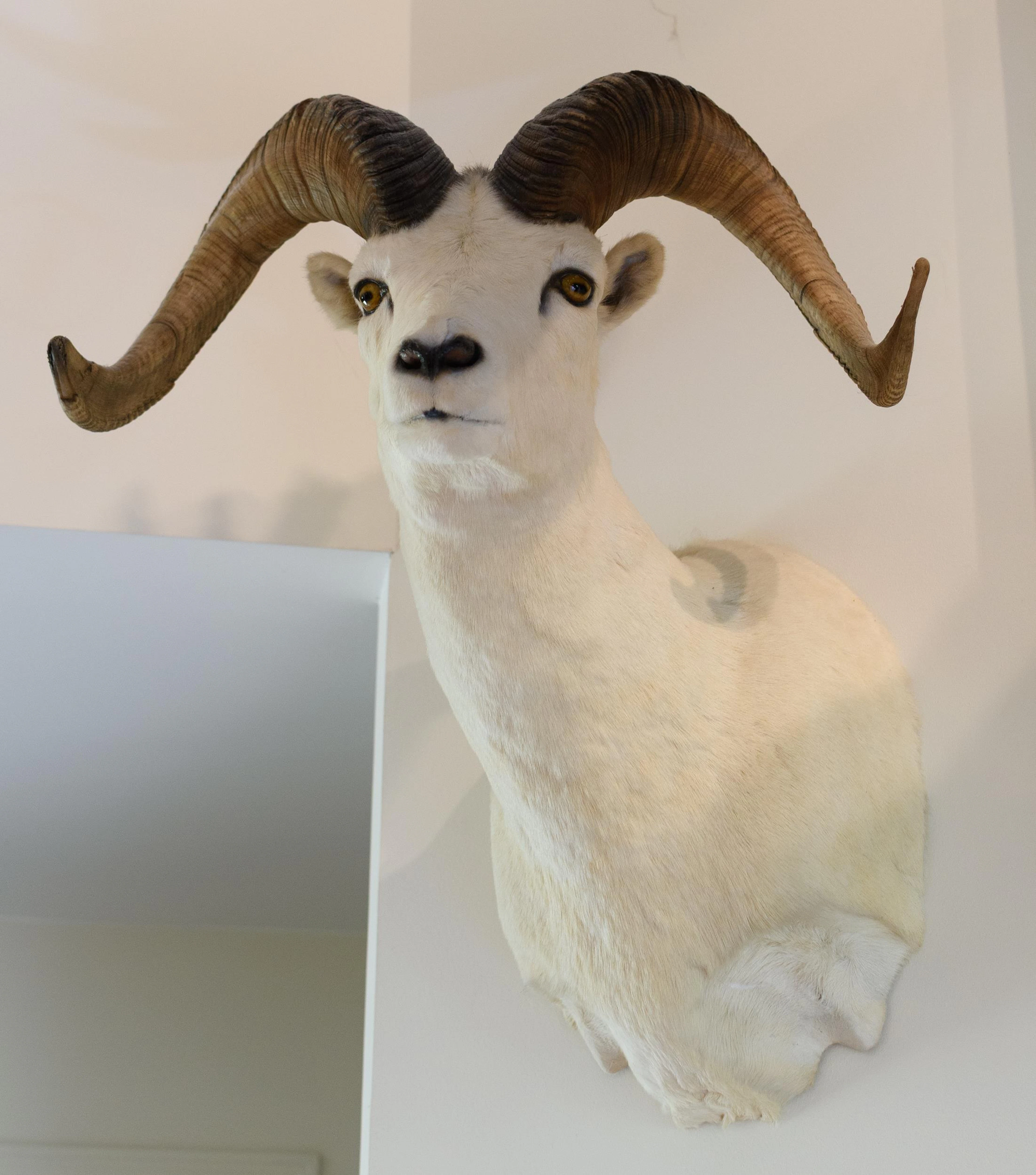 ALASKA WRANGELL MOUNTAINS DALL SHEEP TAXIDERMY TROPHY MOUNT.
