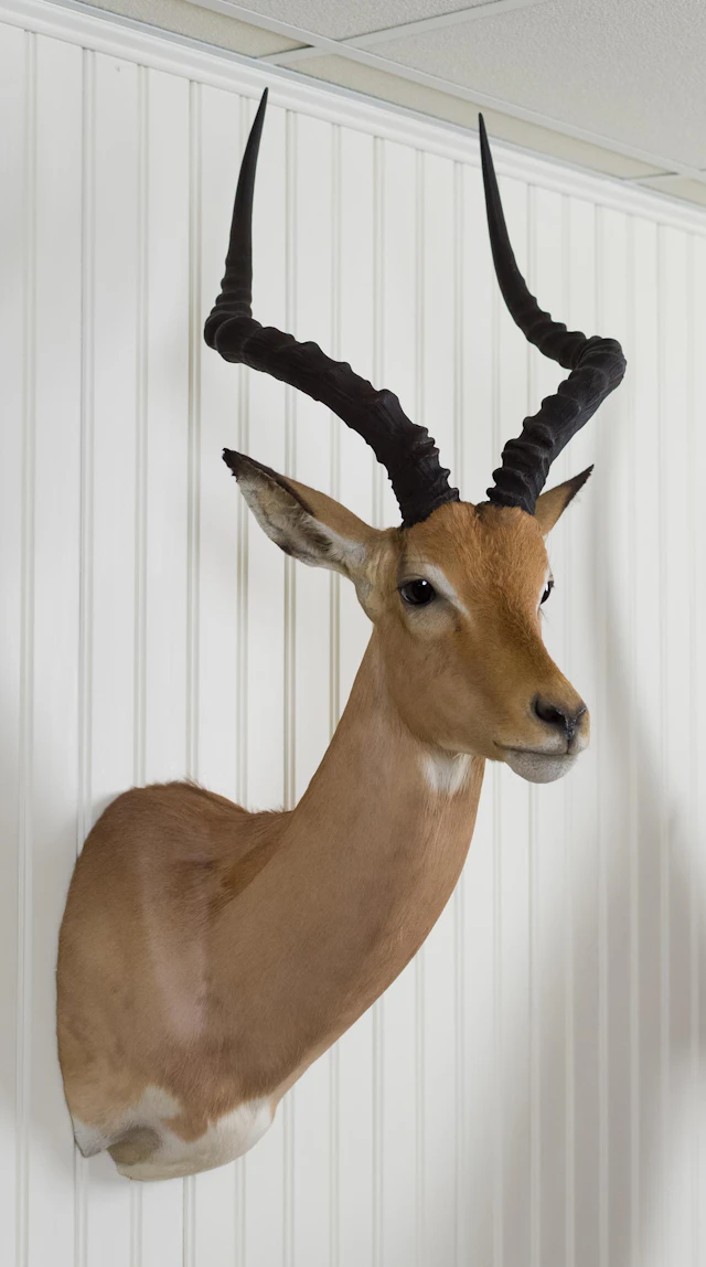 VINTAGE S. AFRICAN IMPALA TAXIDERMY SHOULDER MOUNT.