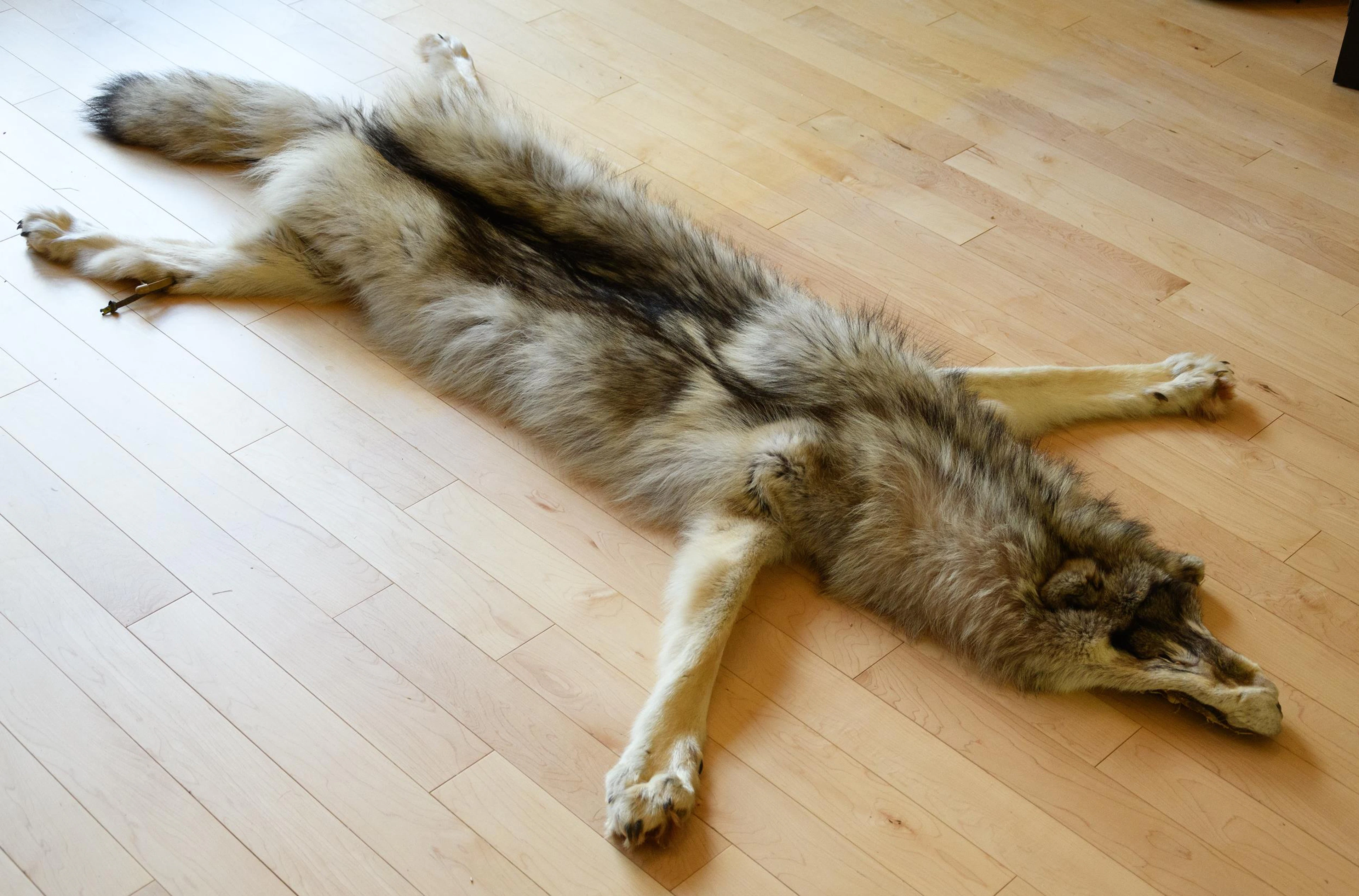 SASKATCHEWAN TIMBERWOLF TAXIDERMY RUG, CREELAND.