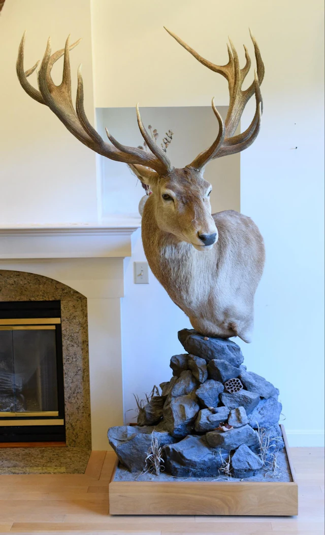 NEW ZEALAND RED STAG SHOULDER TROPHY MOUNT ON STONE BASE.