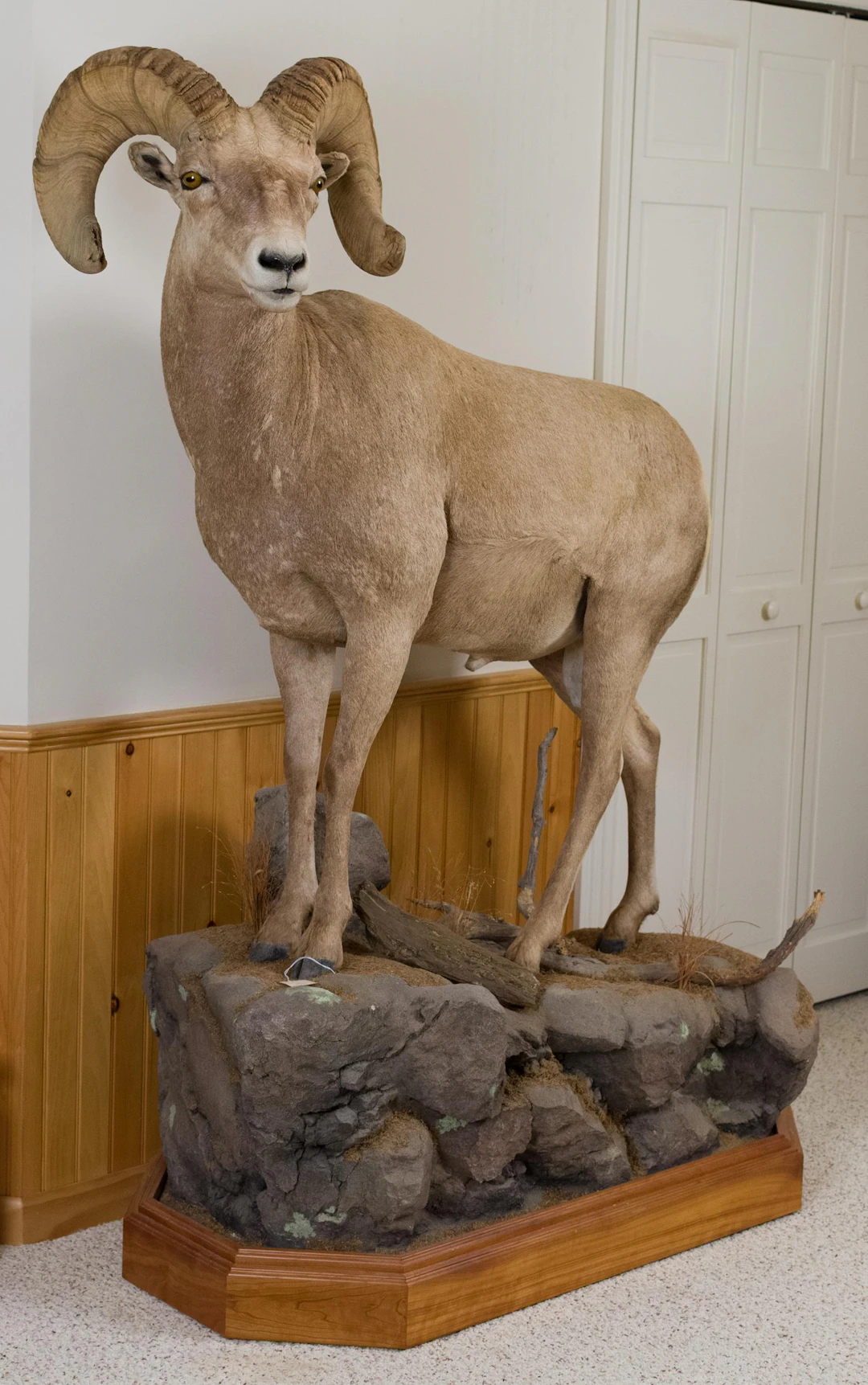 ROCKY MOUNTAIN BIGHORN SHEEP FULL BODY TAXIDERMY.