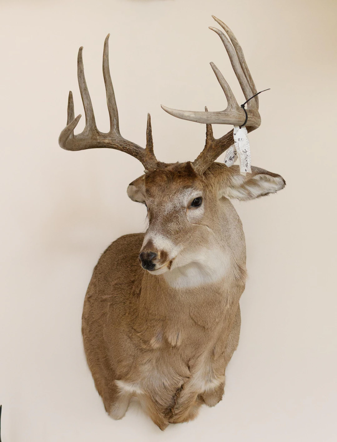 LARGE WHITETAIL DEER TAXIDERMY TROPHY MOUNT.