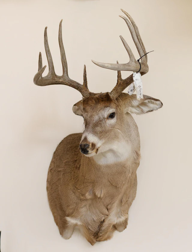 LARGE WHITETAIL DEER TAXIDERMY TROPHY MOUNT.