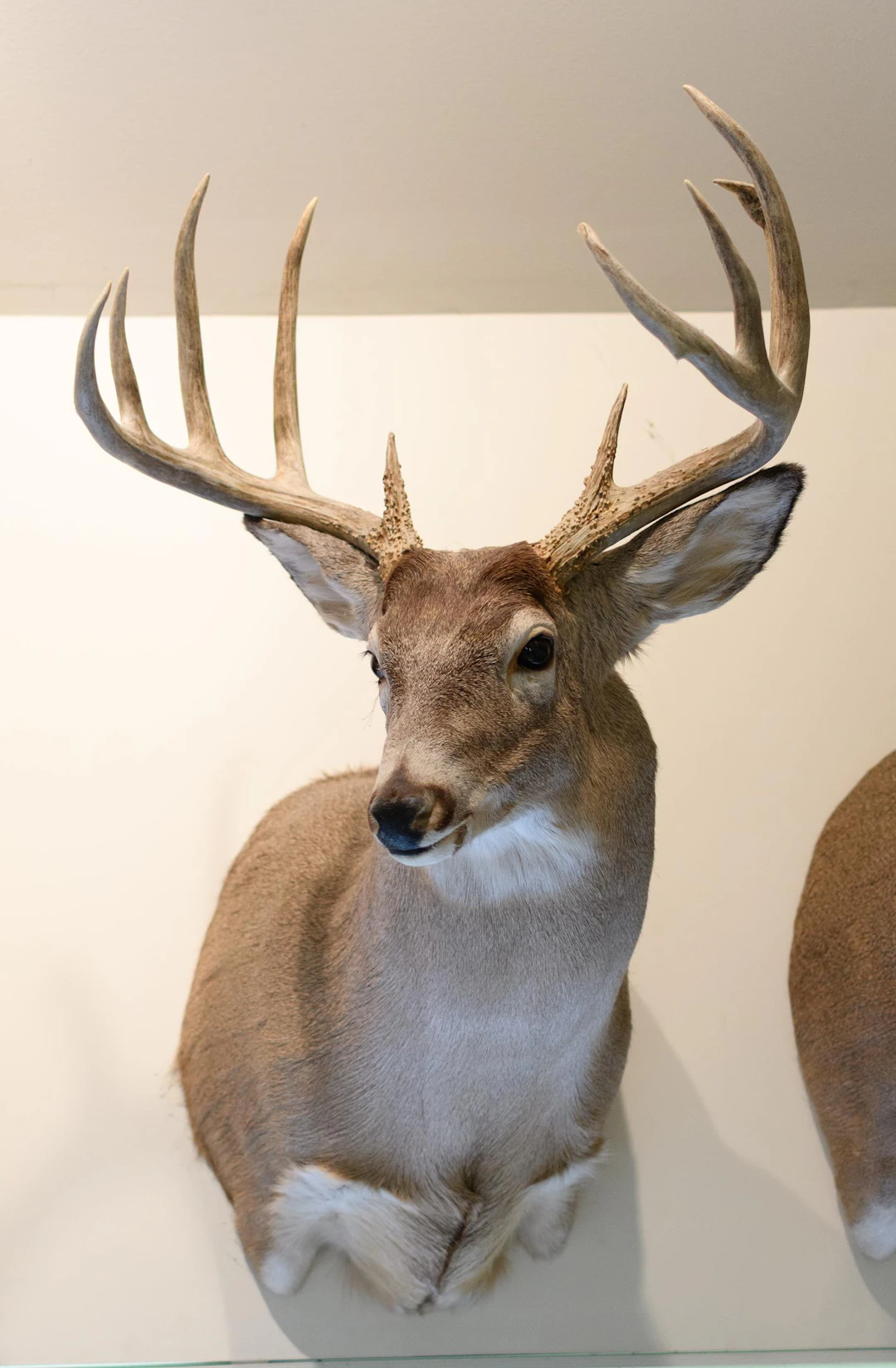 SASKATCHEWAN WHITETAIL BUCK TAXIDERMY TROPHY MOUNT.