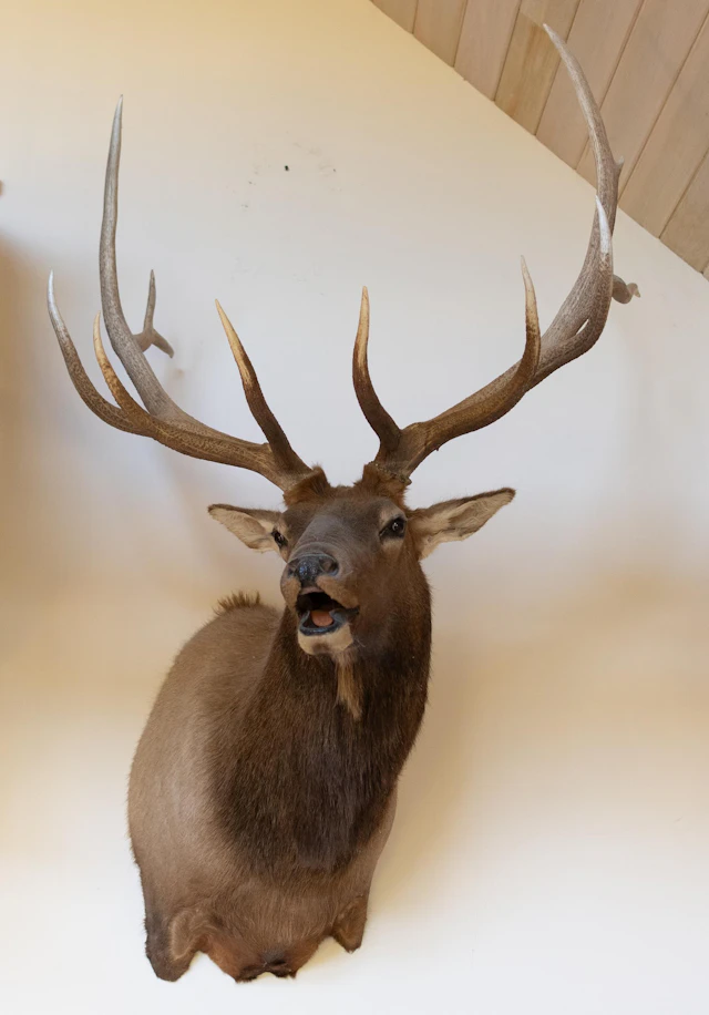 NORTH AMERICAN ELK WALL MOUNT TAXIDERMY TROPHY.