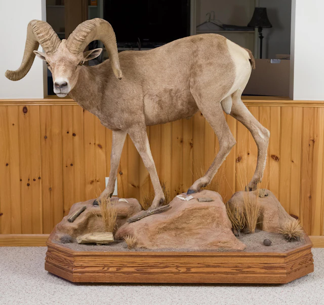 UTAH DESERT BIGHORN RAM FULL BODY TAXIDERMY MOUNT.