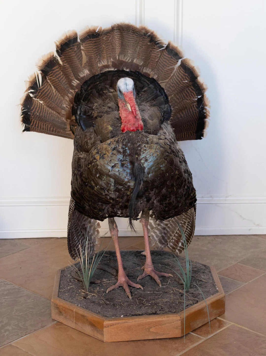 SOUTHWESTERN MALE WILD TURKEY FULL MOUNT, OCTAGONAL BASE.