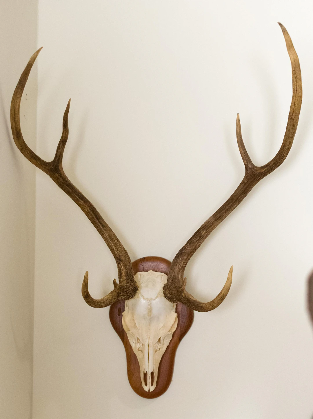 VINTAGE AXIS DEER EUROPEAN SKULL MOUNT.