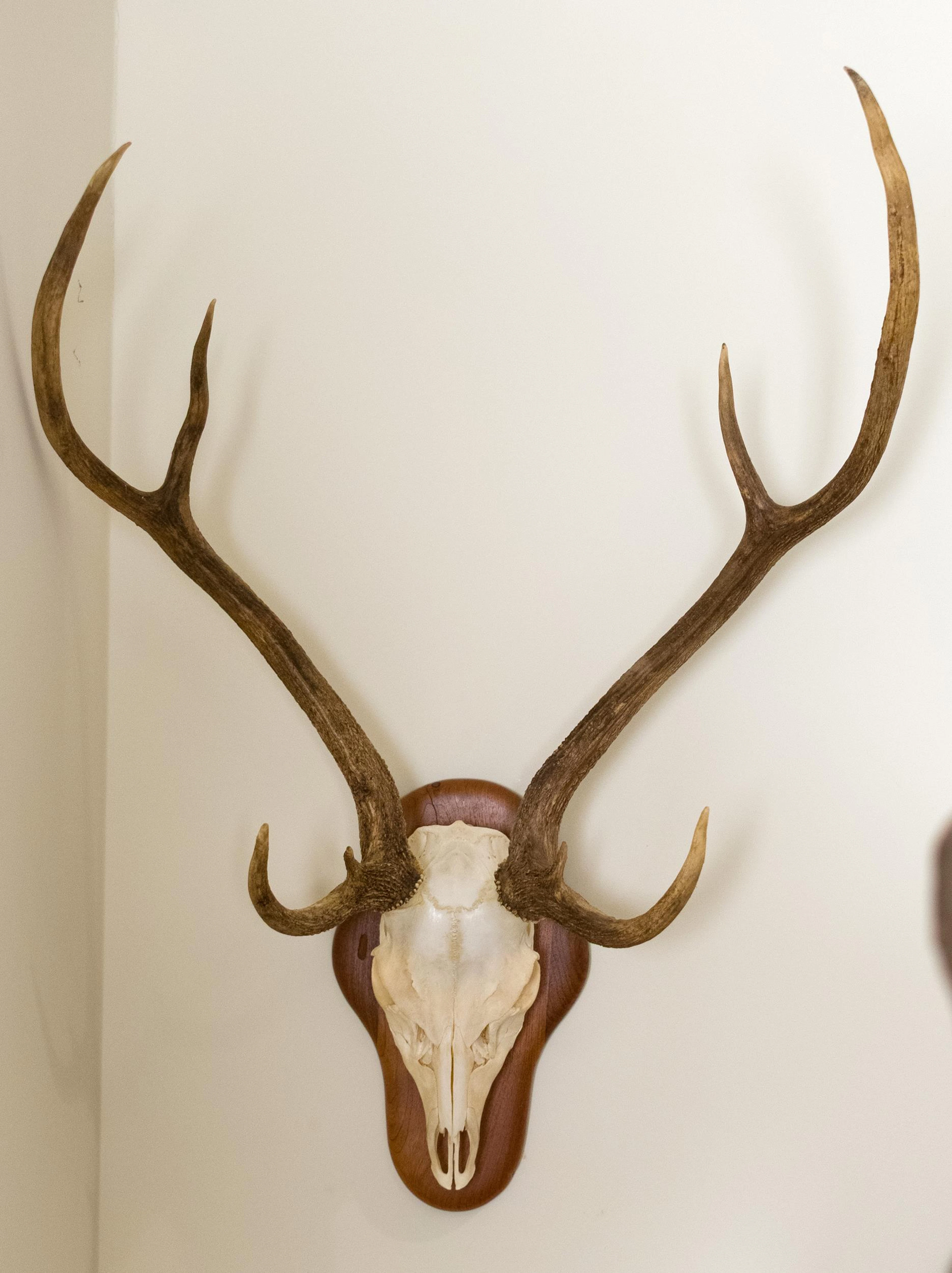 VINTAGE AXIS DEER EUROPEAN SKULL MOUNT.