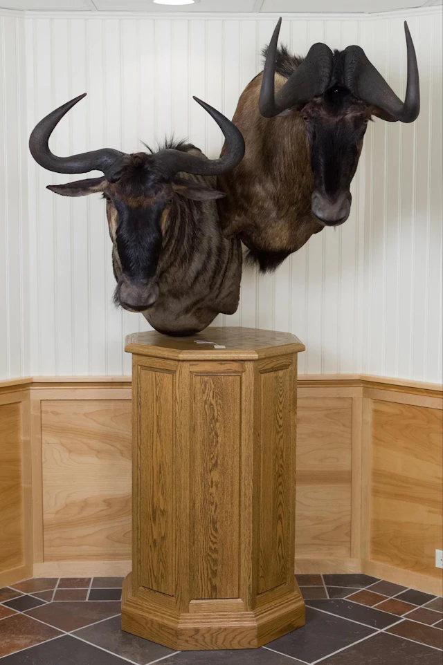 DOUBLE WILDEBEEST FREESTANDING PEDESTAL TAXIDERMY MOUNT.
