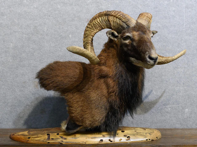 CATALINA SHEEP FREESTANDING TABLETOP BUST MOUNT.