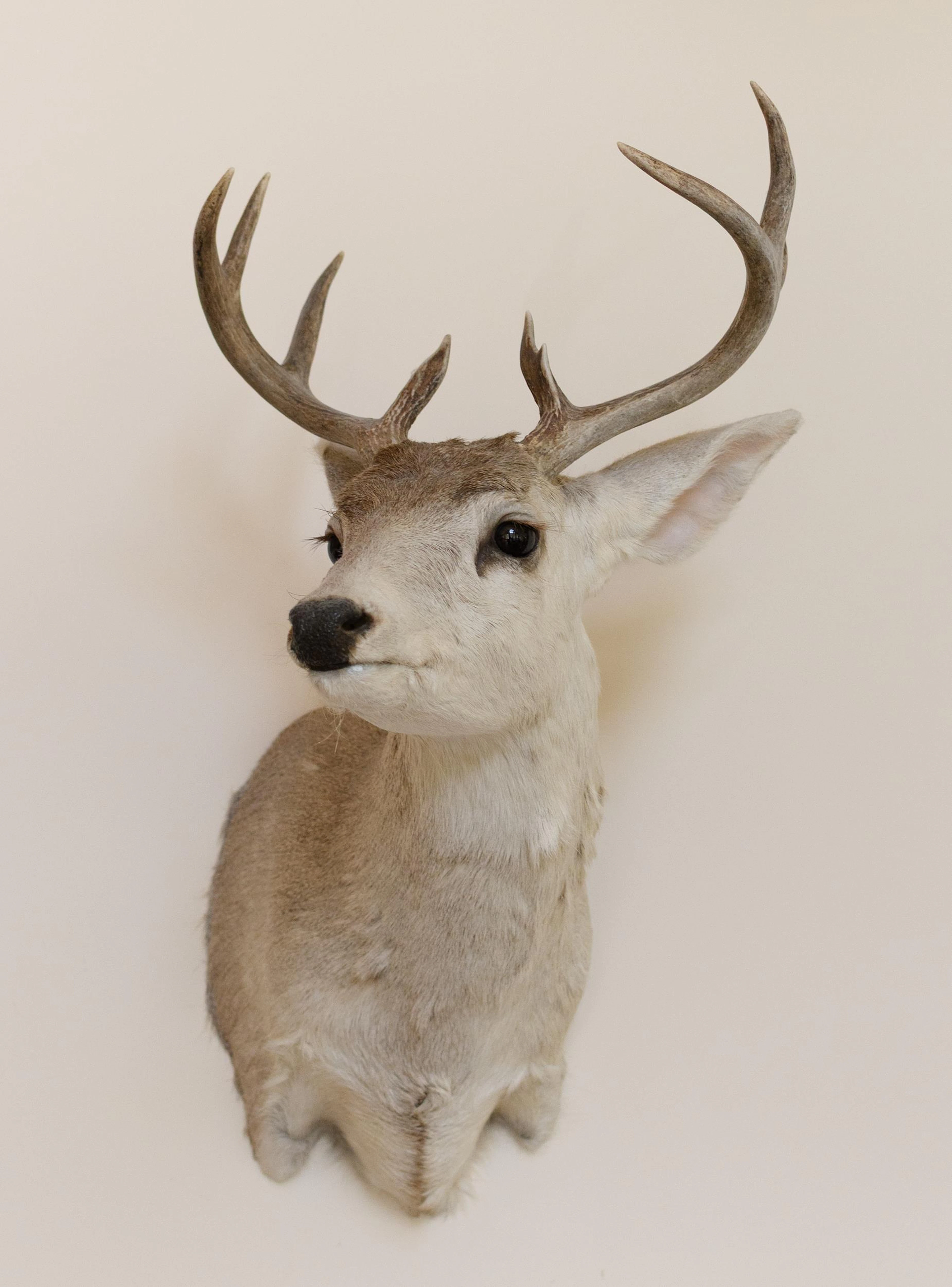 VINTAGE COUES DEER TAXIDERMY TROPHY MOUNT.
