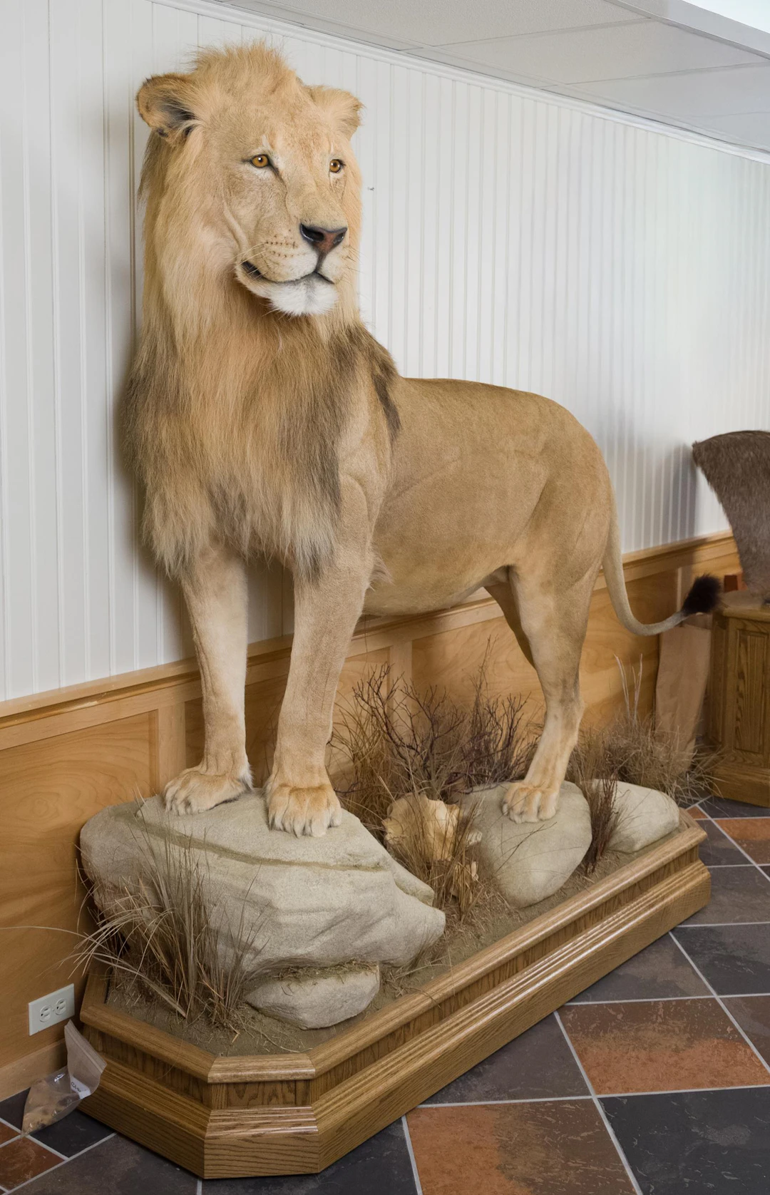 AFRICAN MALE LION FULL BODY TAXIDERMY HABITAT MOUNT.