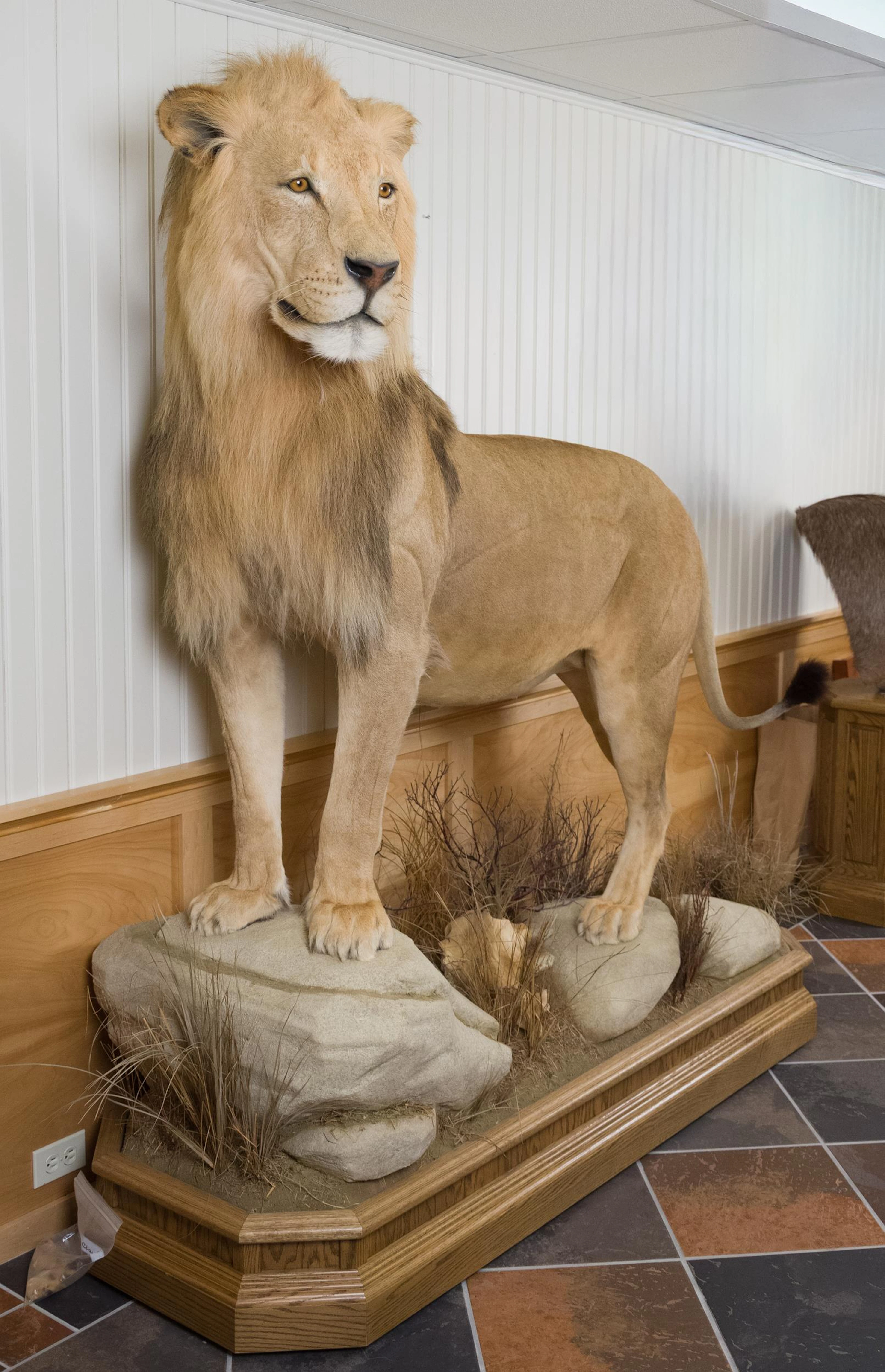 AFRICAN MALE LION FULL BODY TAXIDERMY HABITAT MOUNT.
