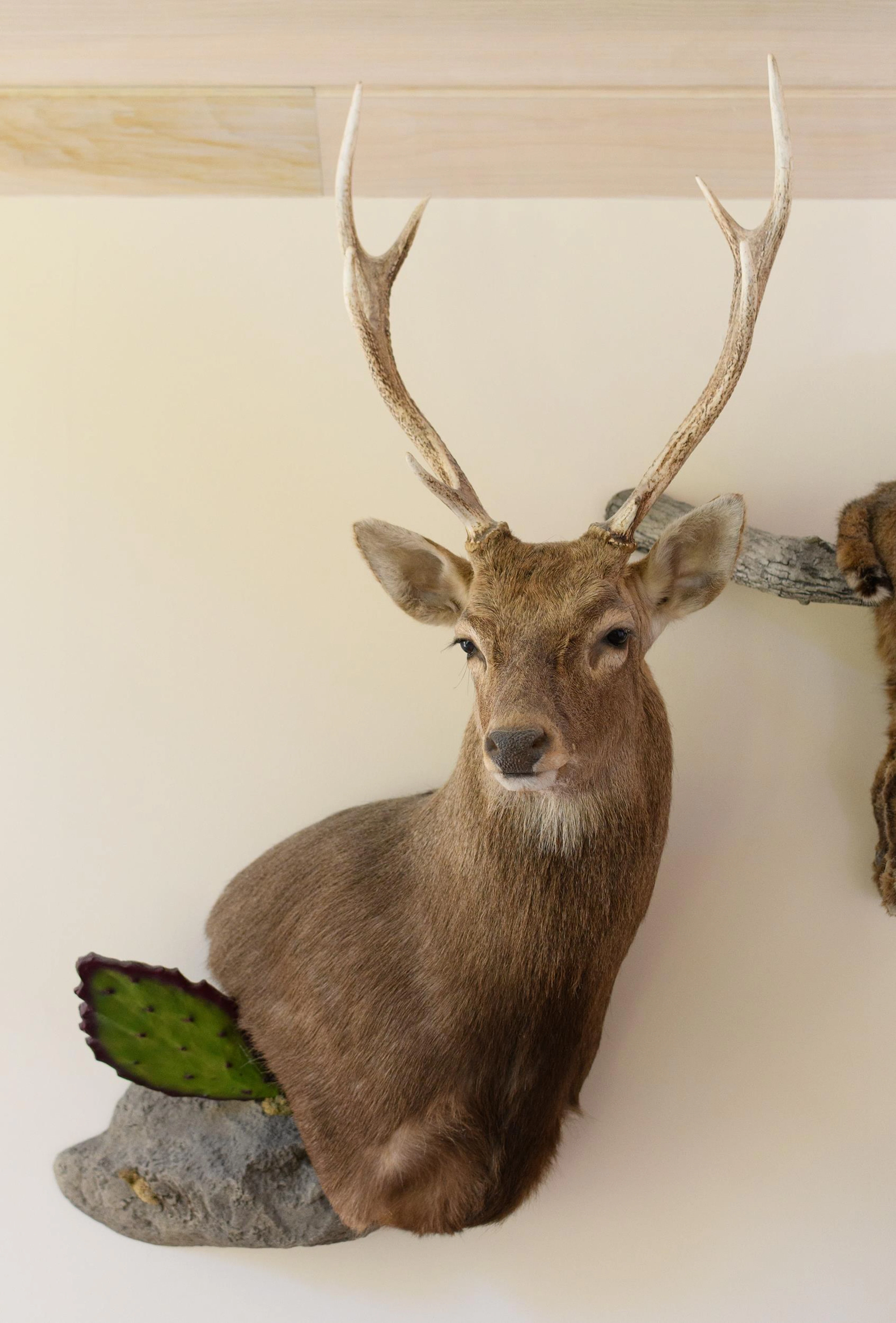 TEXAS SIKA DEER TAXIDERMY WALL MOUNT.