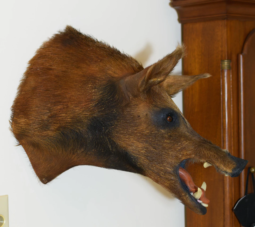 WILD BOAR TAXIDERMY TROPHY WALL MOUNT.