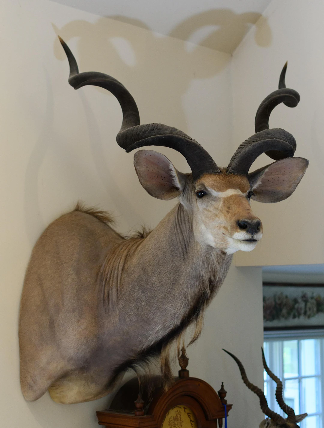 AFRICAN GREATER KUDU TAXIDERMY SHOULDER MOUNT.