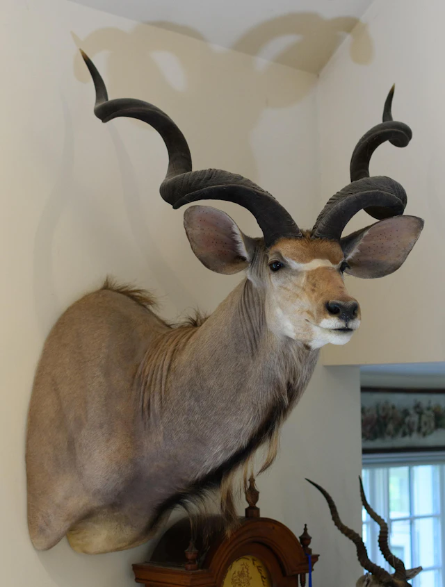 AFRICAN GREATER KUDU TAXIDERMY SHOULDER MOUNT.