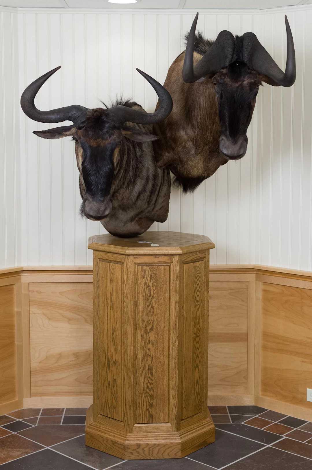 DOUBLE WILDEBEEST FREESTANDING PEDESTAL TAXIDERMY MOUNT.