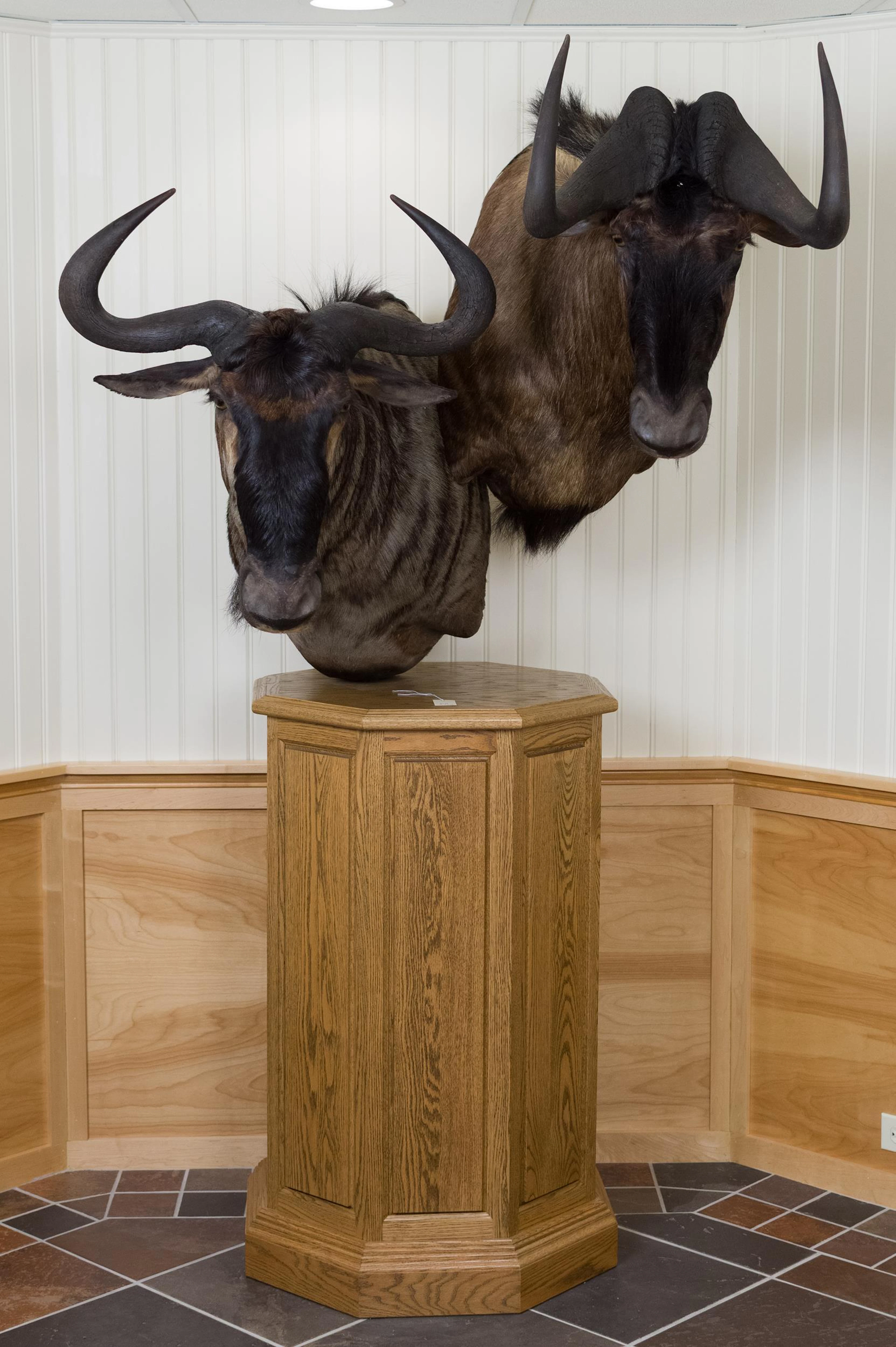 DOUBLE WILDEBEEST FREESTANDING PEDESTAL TAXIDERMY MOUNT.
