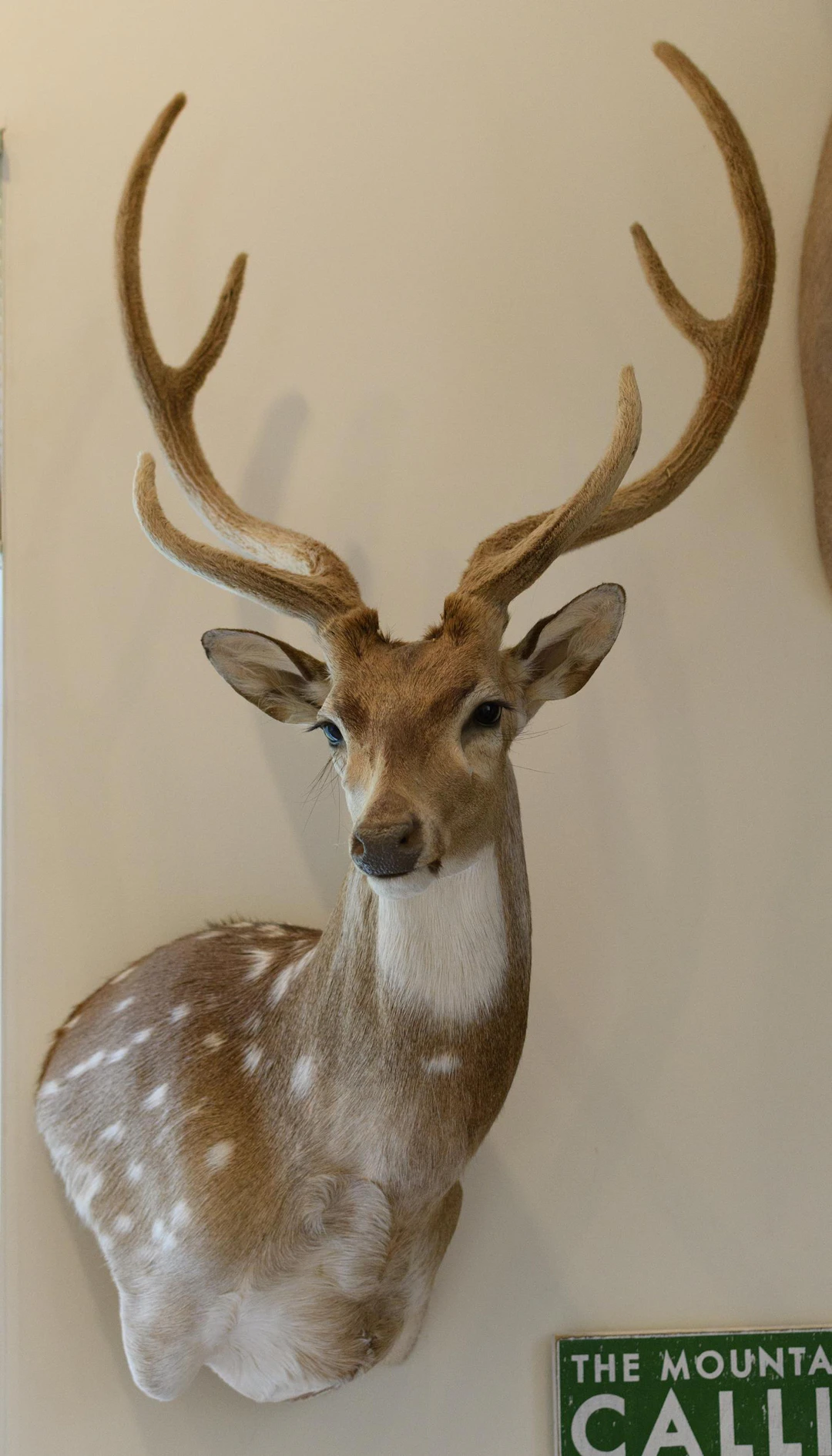 AXIS DEER SHOULDER MOUNT TAXIDERMY.
