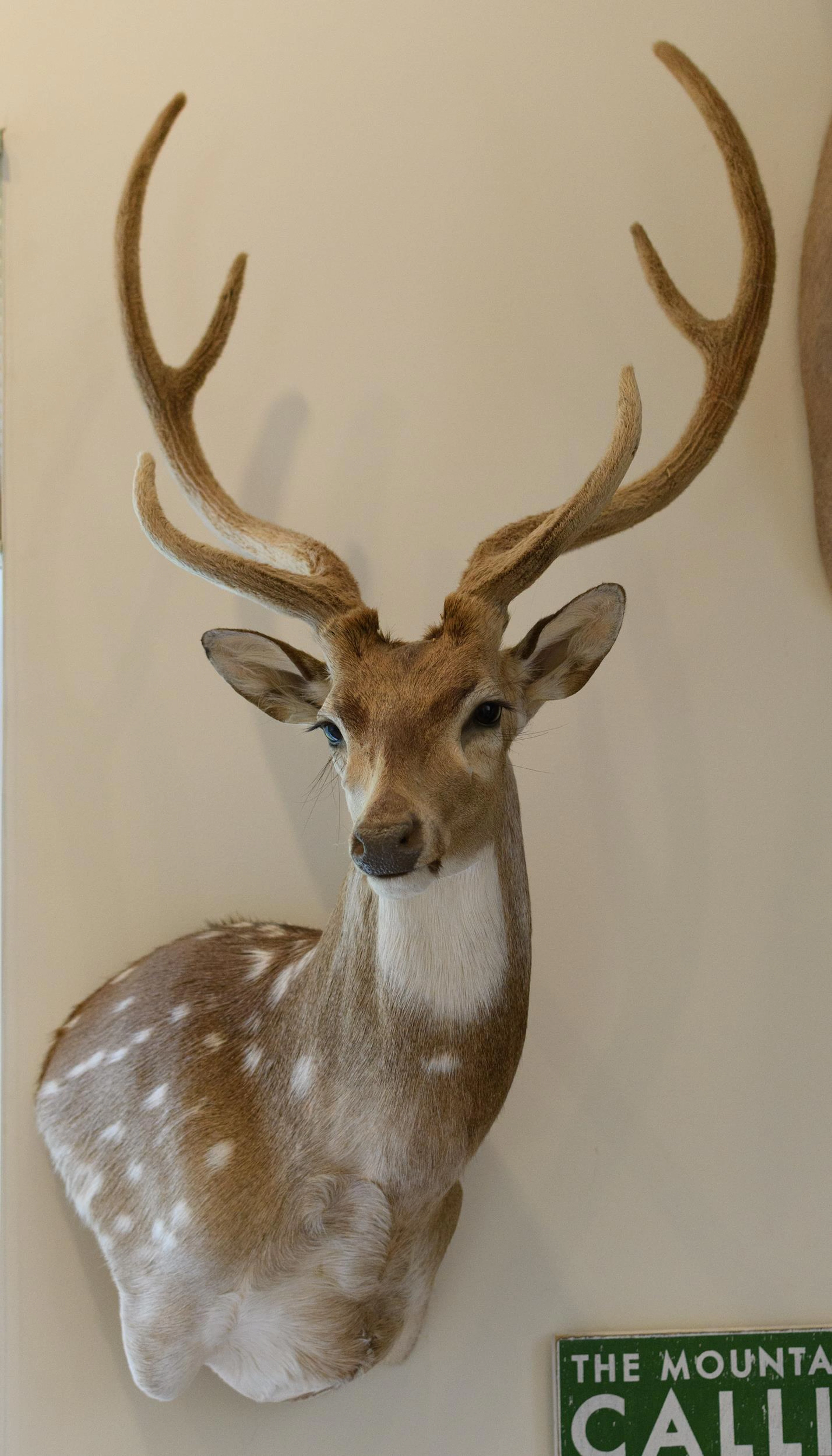 AXIS DEER SHOULDER MOUNT TAXIDERMY.