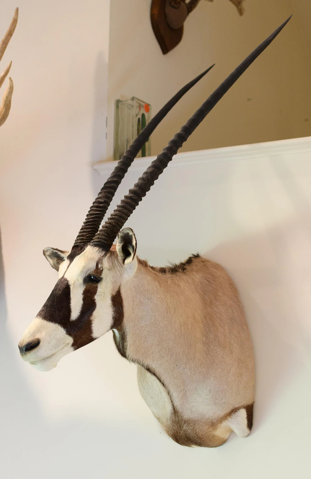 SOUTH AFRICAN GEMSBOK TAXIDERMY SHOULDER MOUNT.