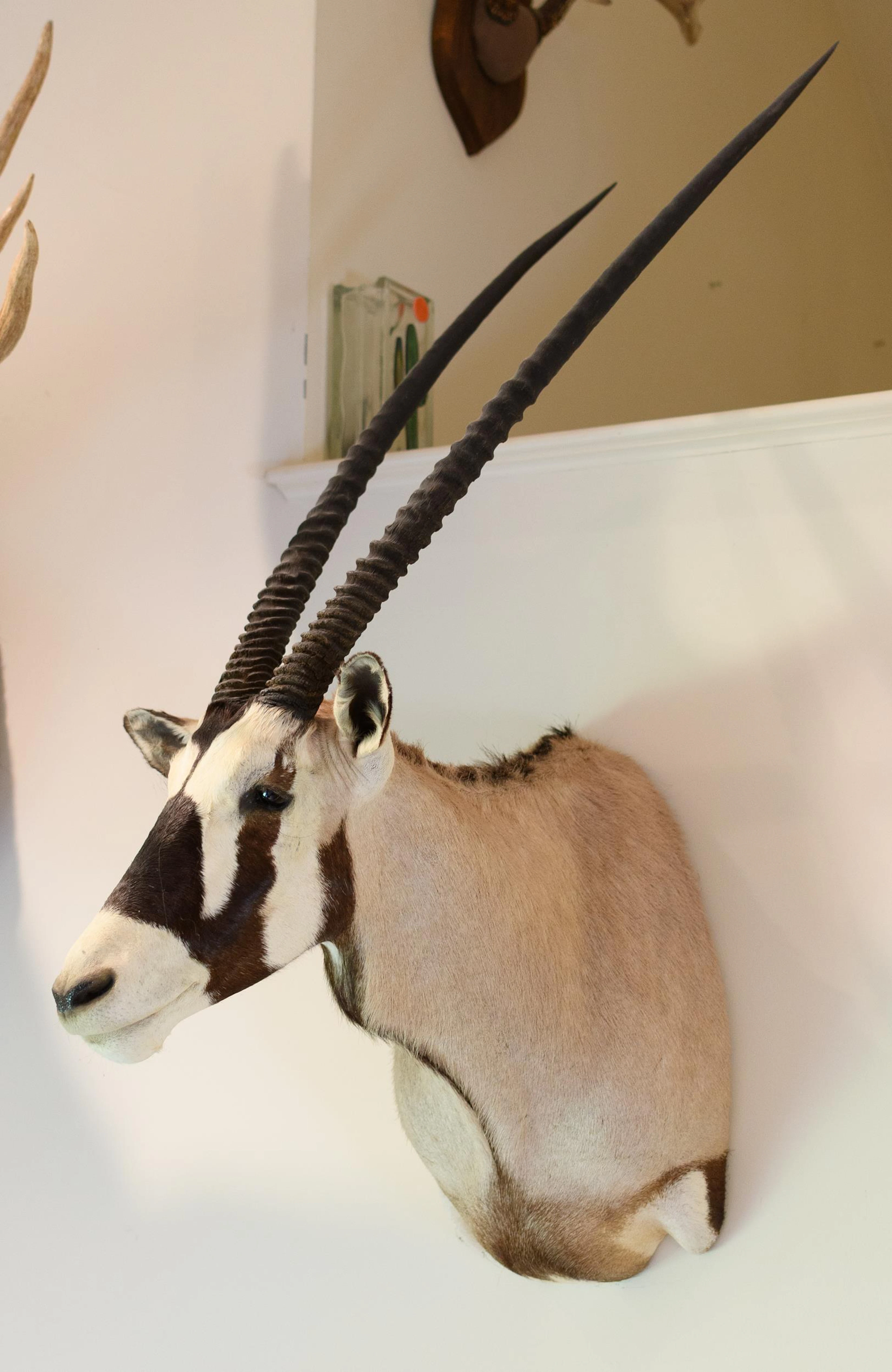SOUTH AFRICAN GEMSBOK TAXIDERMY SHOULDER MOUNT.