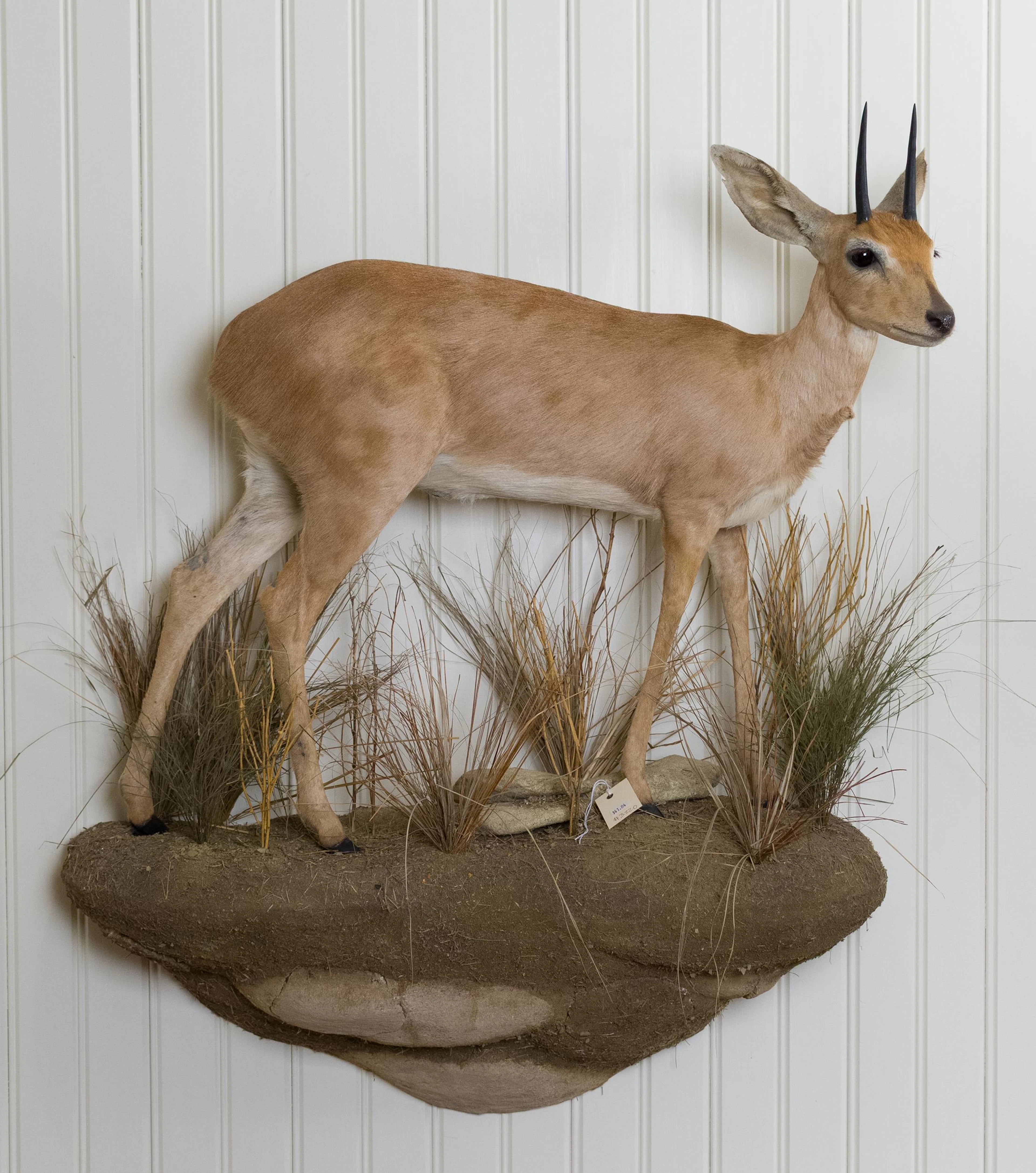AFRICAN STEENBOK LIFE-SIZE WALL TAXIDERMY MOUNT.