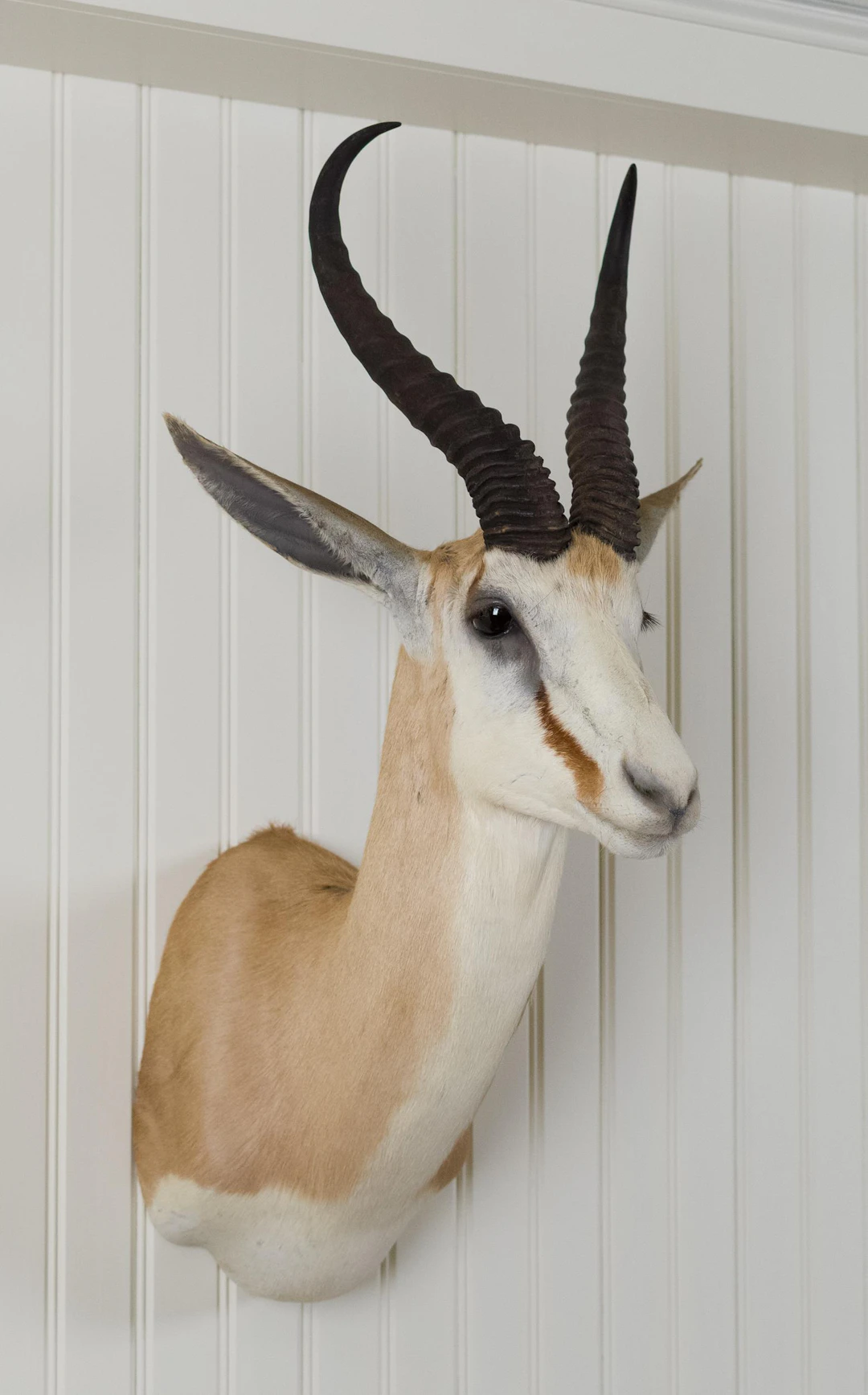 SOUTH AFRICAN BLESBOK SHOULDER MOUNT AND RUG.