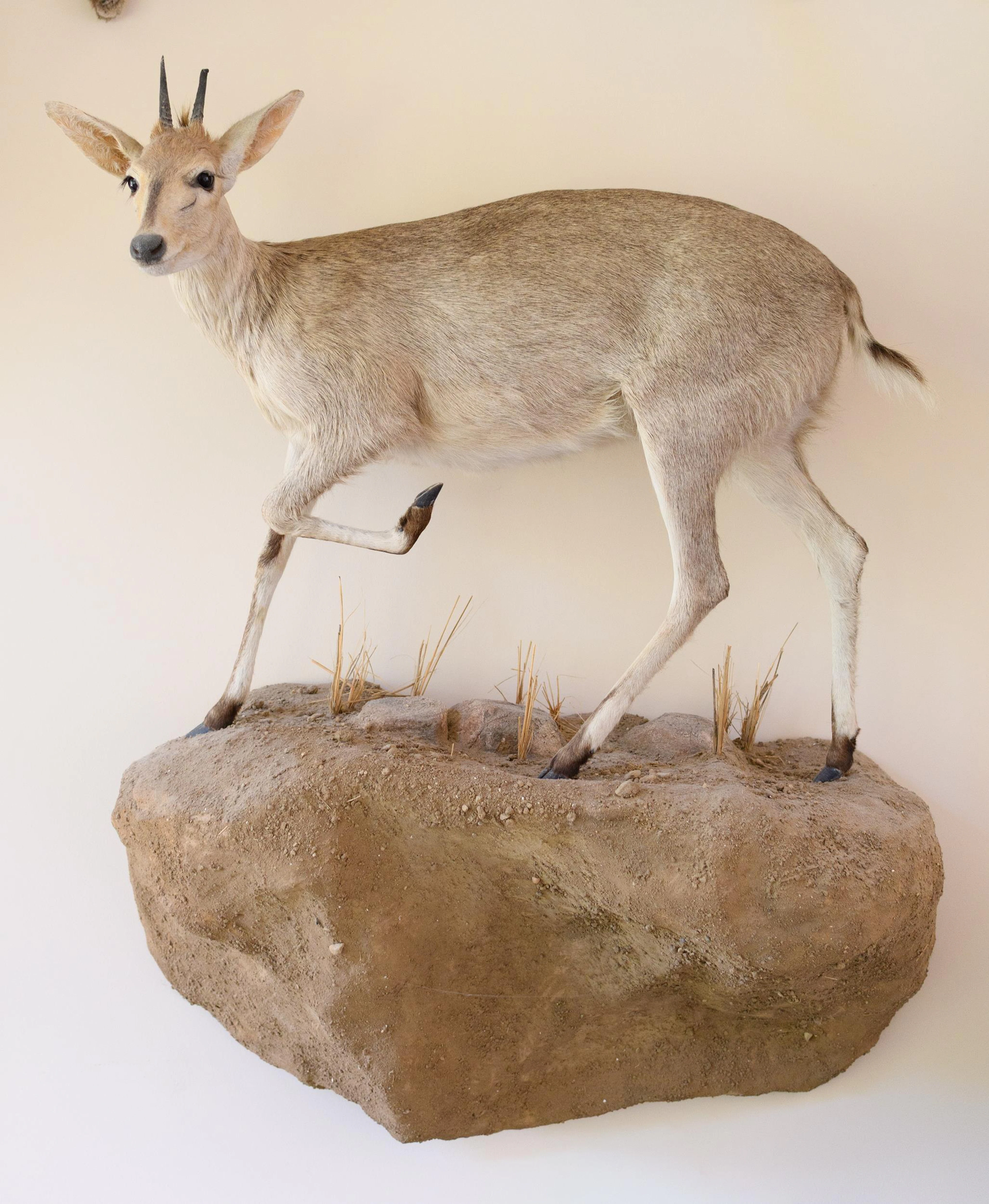 AFRICAN DUIKER FULL BODY TAXIDERMY TROPHY MOUNT.