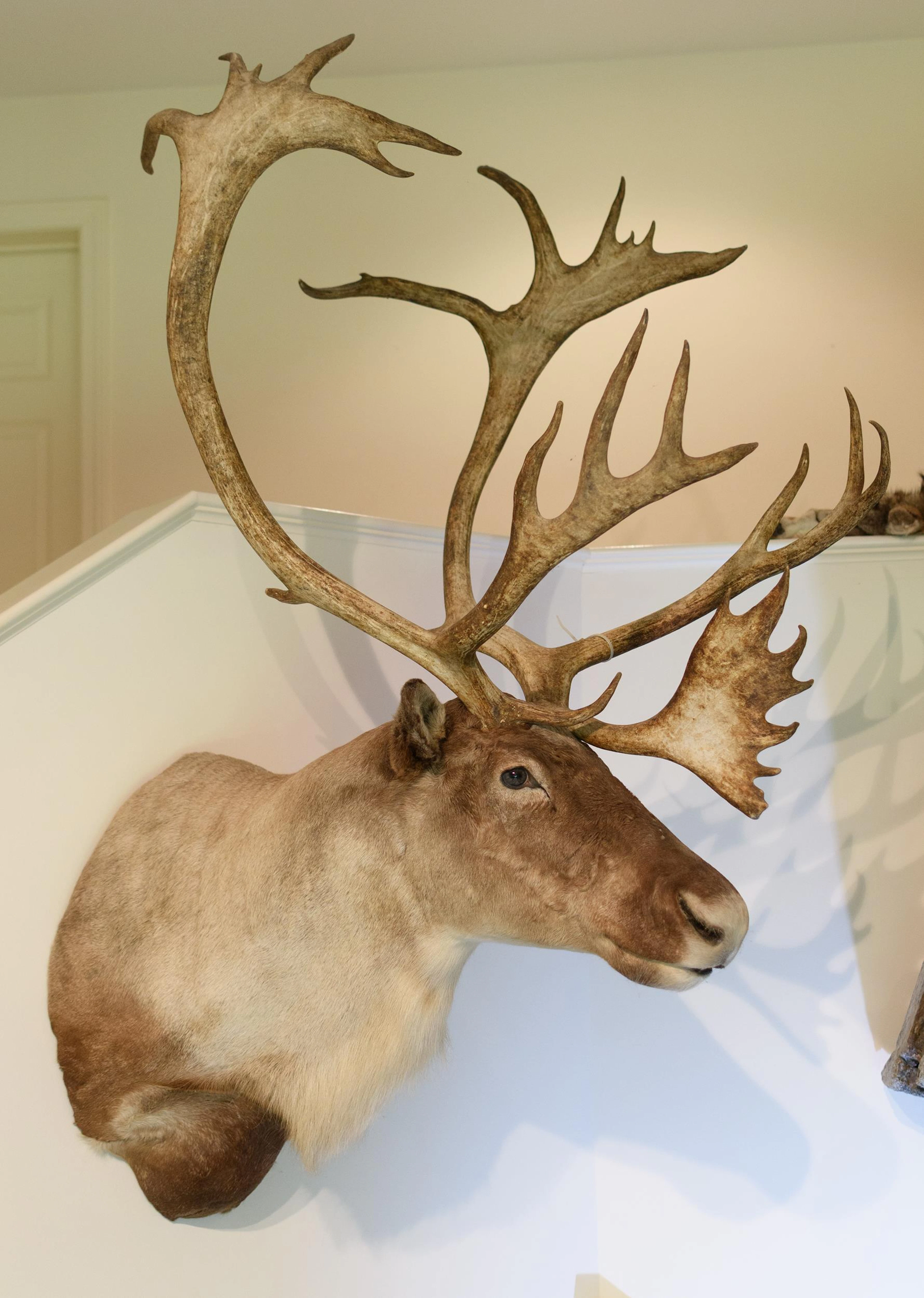 CARIBOU SHOULDER TAXIDERMY WALL MOUNT.