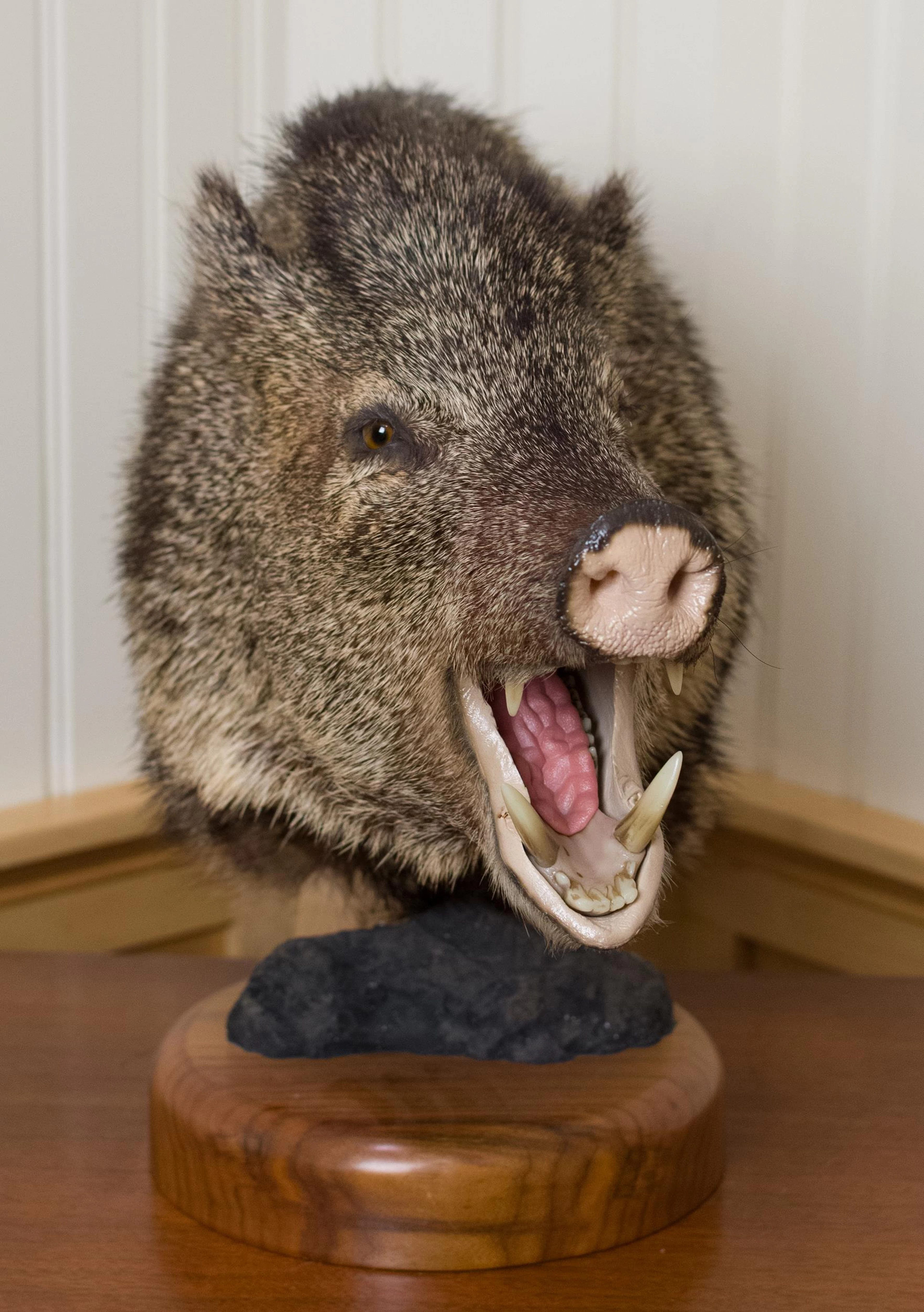 VINTAGE JAVELINA TAXIDERMY MOUNT, WOODEN BASE.
