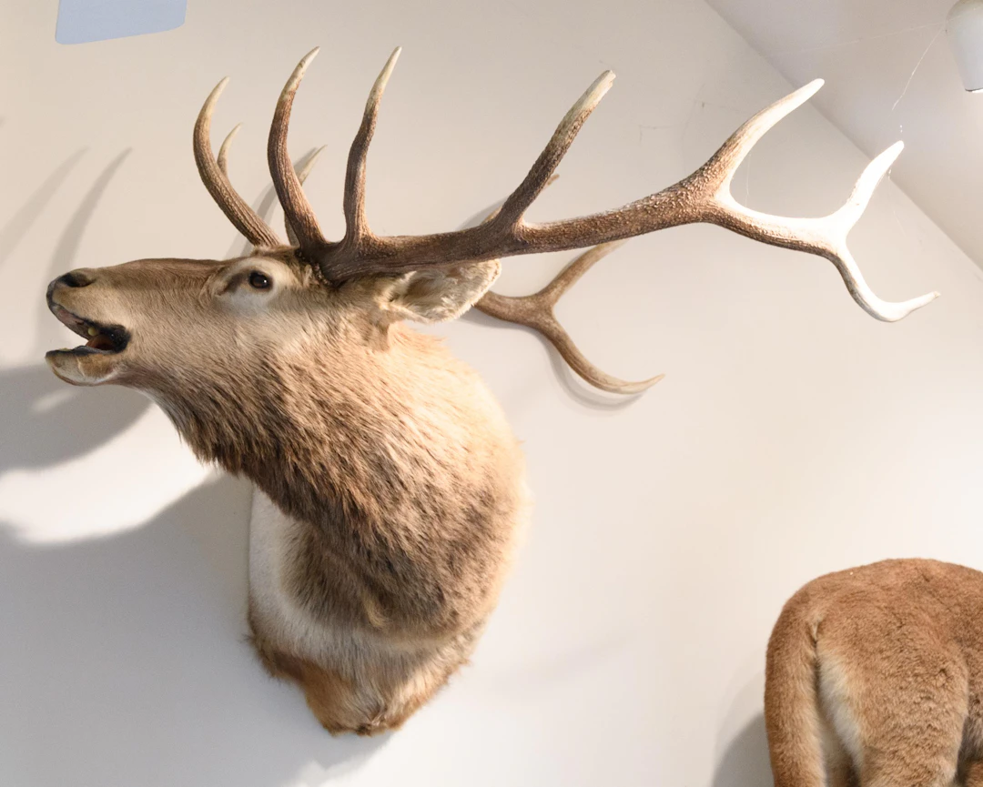 CORBIN PARK NH ELK WALL MOUNT TAXIDERMY TROPHY.