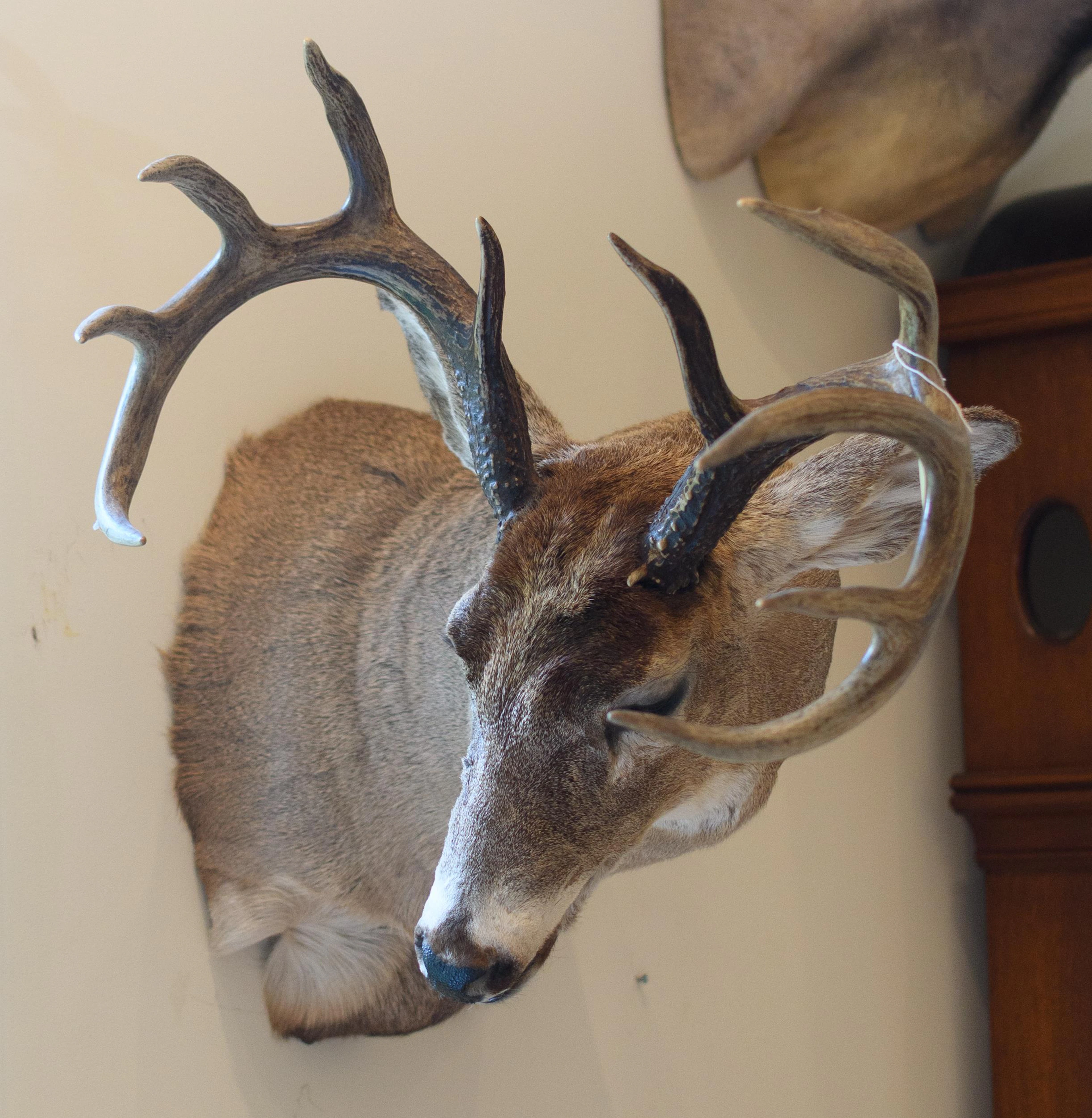 SASKATCHEWAN WHITETAIL 10-POINT BUCK TAXIDERMY TROPHY MOUNT.