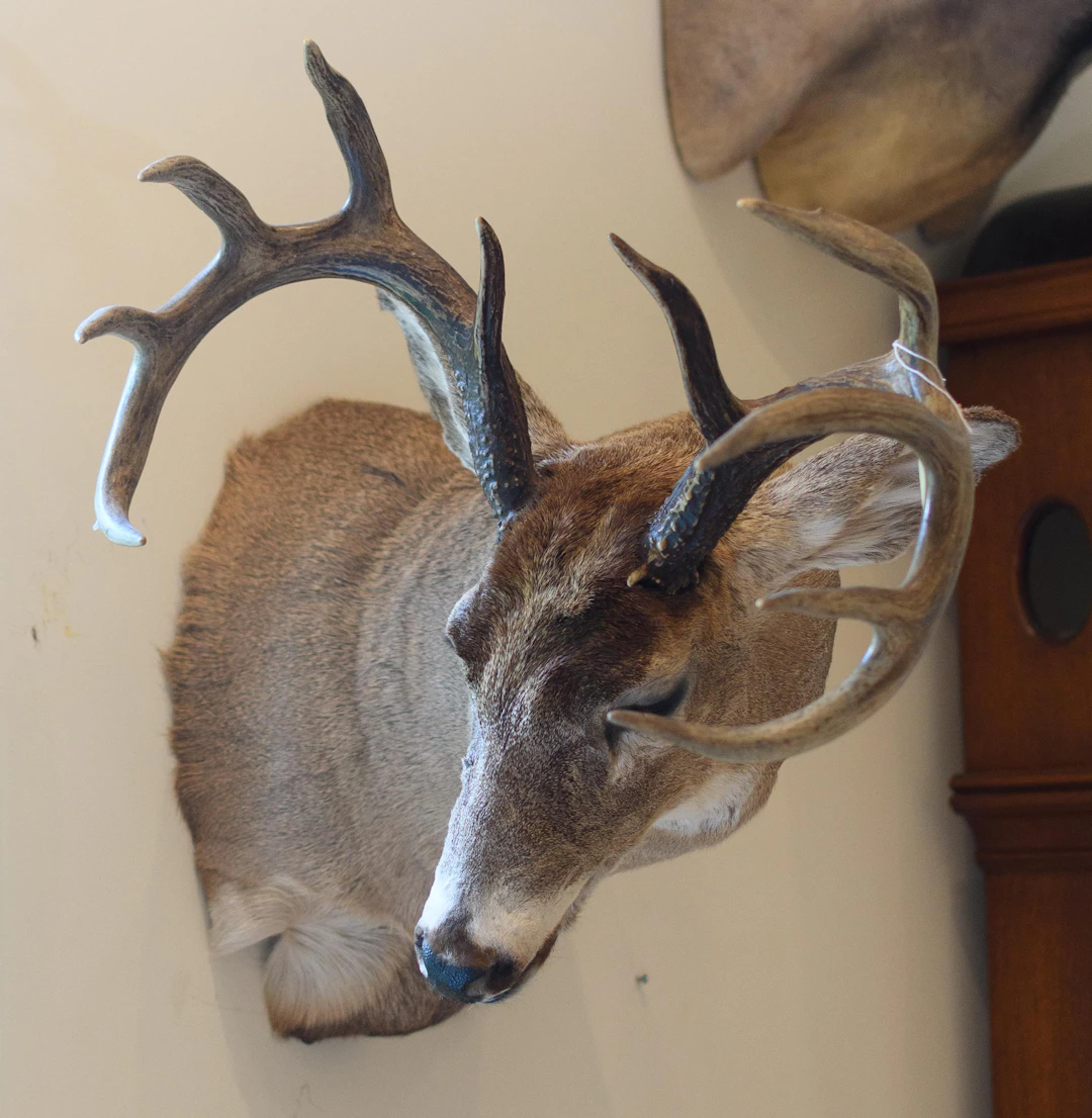 SASKATCHEWAN WHITETAIL 10-POINT BUCK TAXIDERMY TROPHY MOUNT.