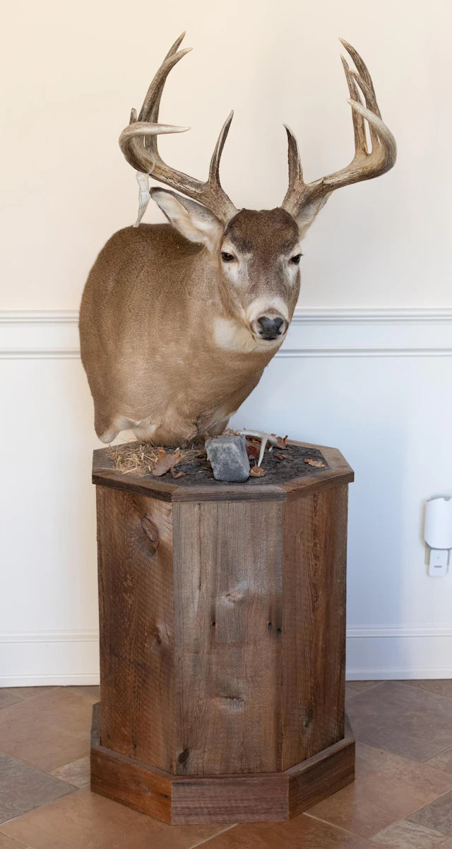 SASKATCHEWAN WHITETAIL BUCK FREESTANDING PEDESTAL MOUNT.