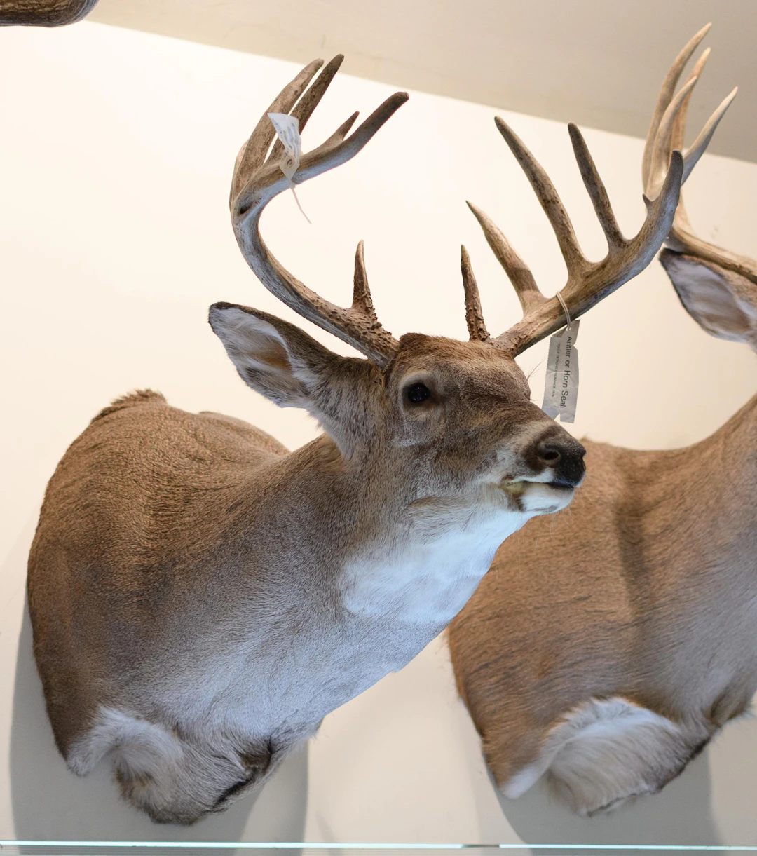 SASKATCHEWAN WHITETAIL BUCK 12-POINT TROPHY MOUNT.