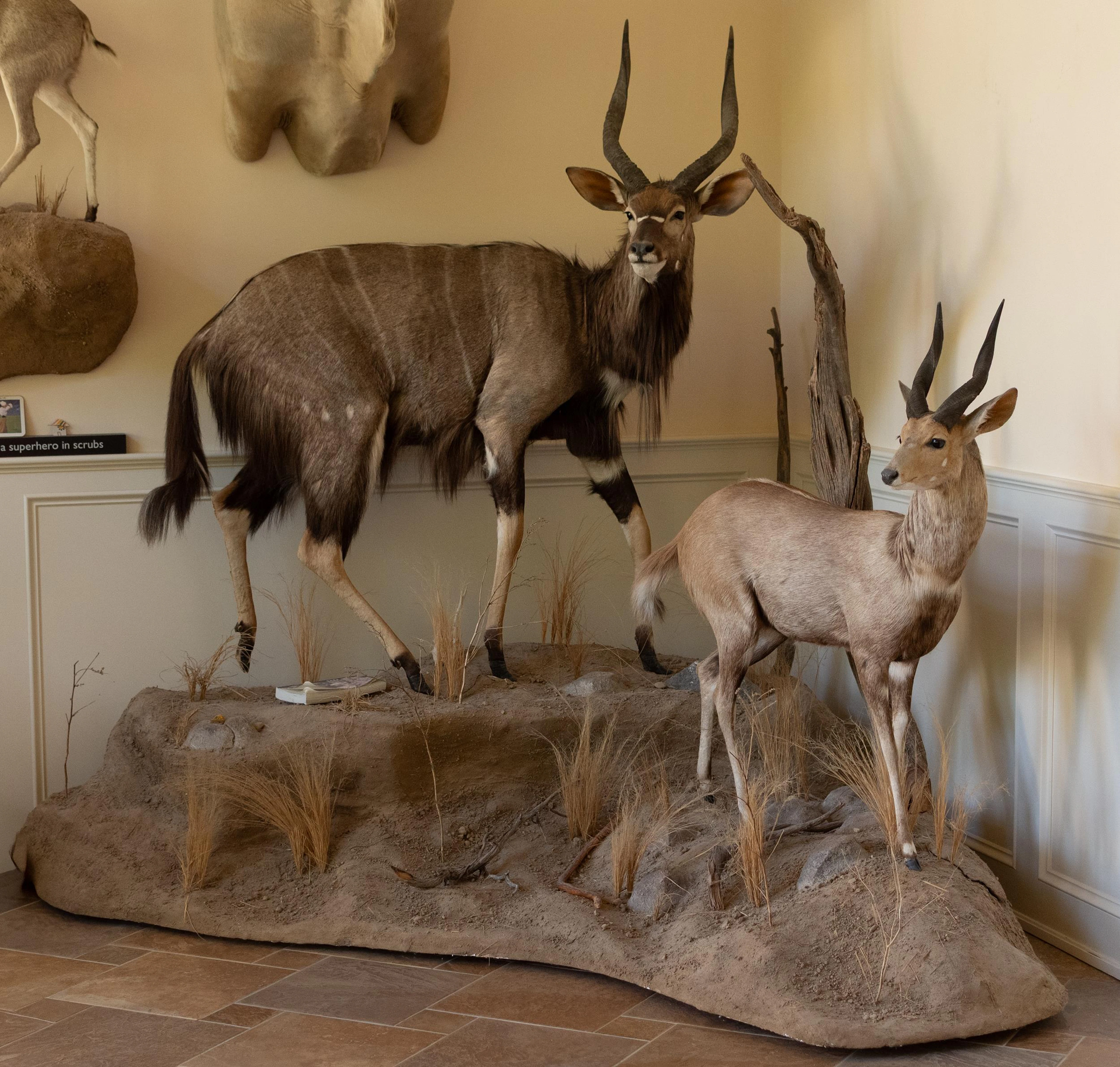 AFRICAN NYALA AND BUSHBUCK FULL-BODY TAXIDERMY MOUNT.