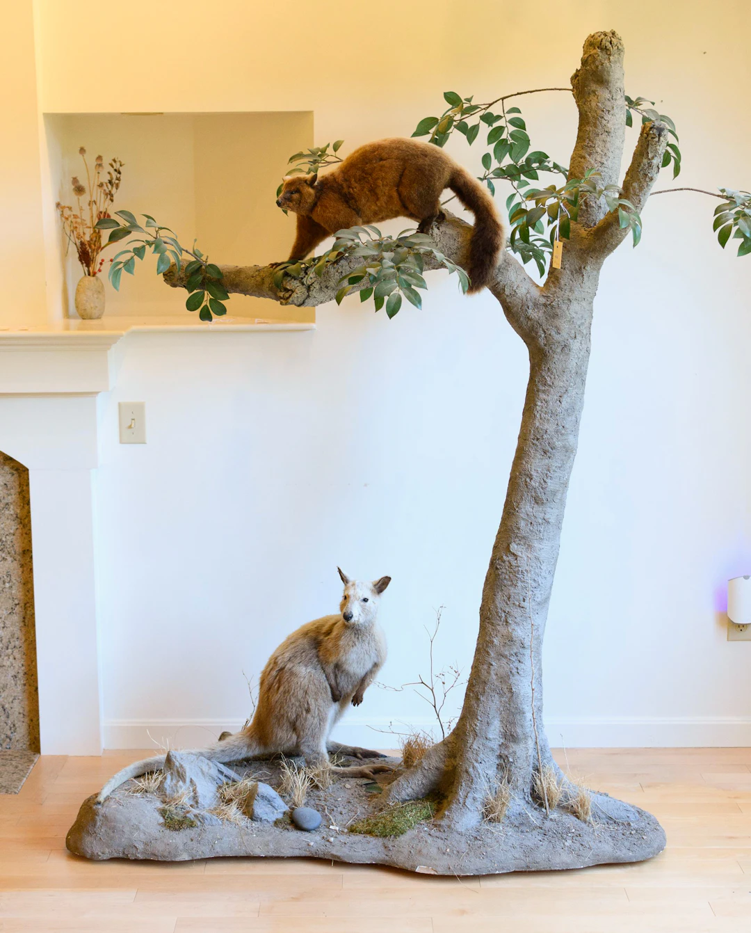 WALLABY AND POSSUM TAXIDERMY DIORAMA MOUNT.