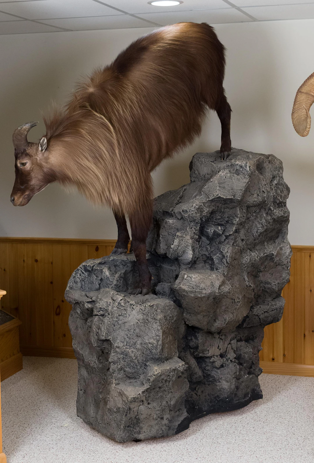 VINTAGE N.Z. TAHR FULL BODY TAXIDERMY MOUNT.
