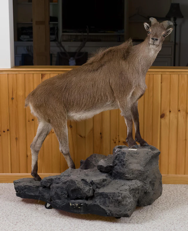 NEW ZEALAND FEMALE TAHR FULL FIGURE TAXIDERMY.