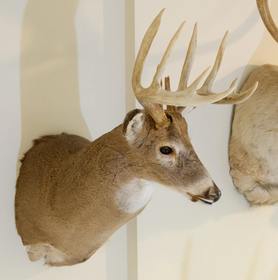 SASKATCHEWAN WHITETAIL BUCK TAXIDERMY TROPHY MOUNT.