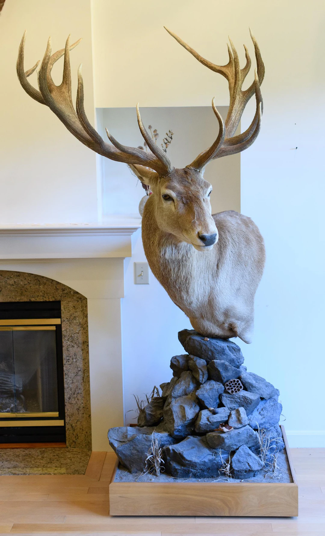 NEW ZEALAND RED STAG SHOULDER TROPHY MOUNT ON STONE BASE.