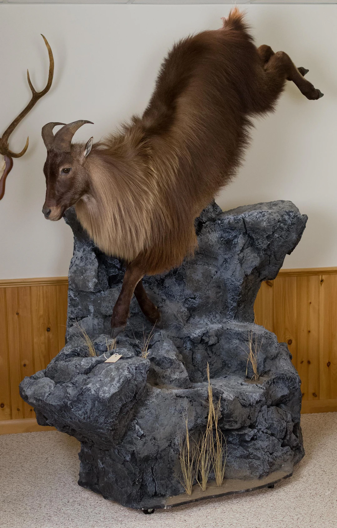 VINTAGE NZ HIMALAYAN TAHR FULL BODY TAXIDERMY MOUNT.