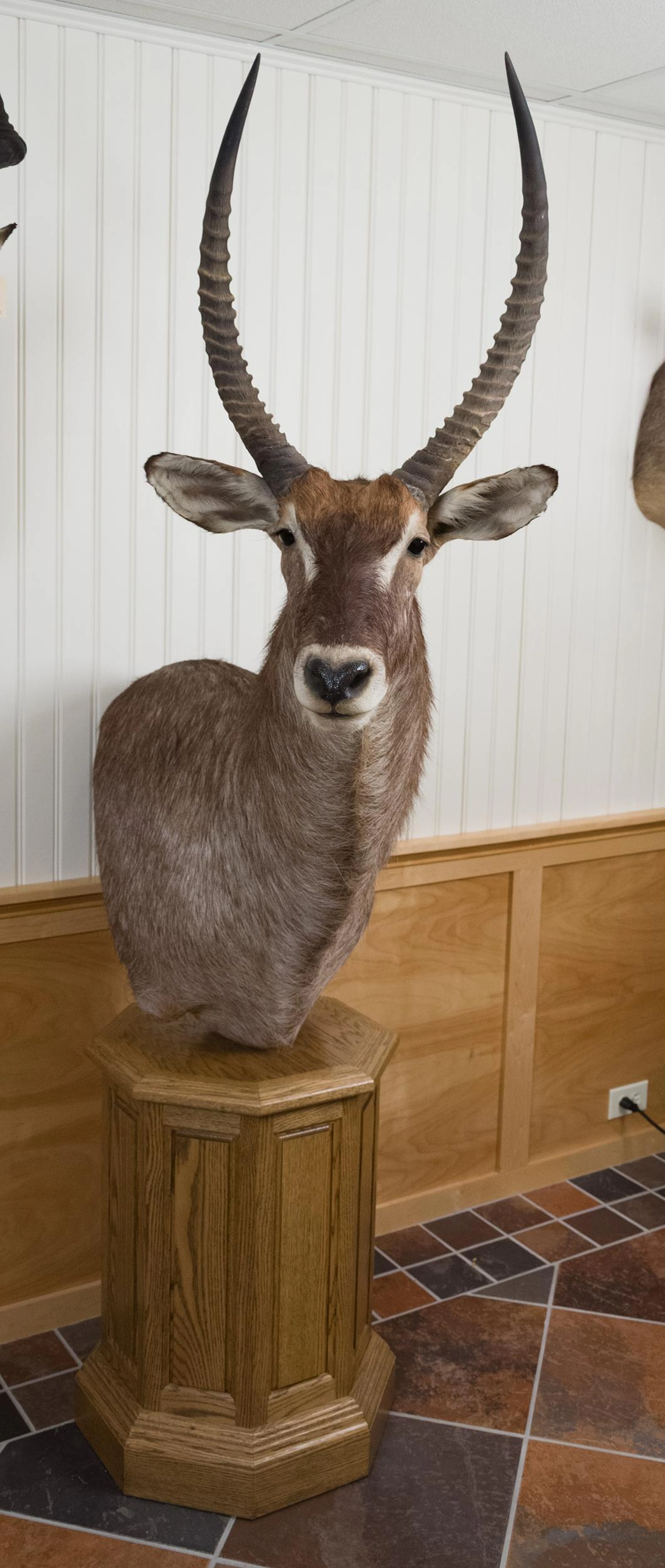 TROPHY SPRINGBOK TAXIDERMY SHOULDER MOUNT, FREESTANDING.